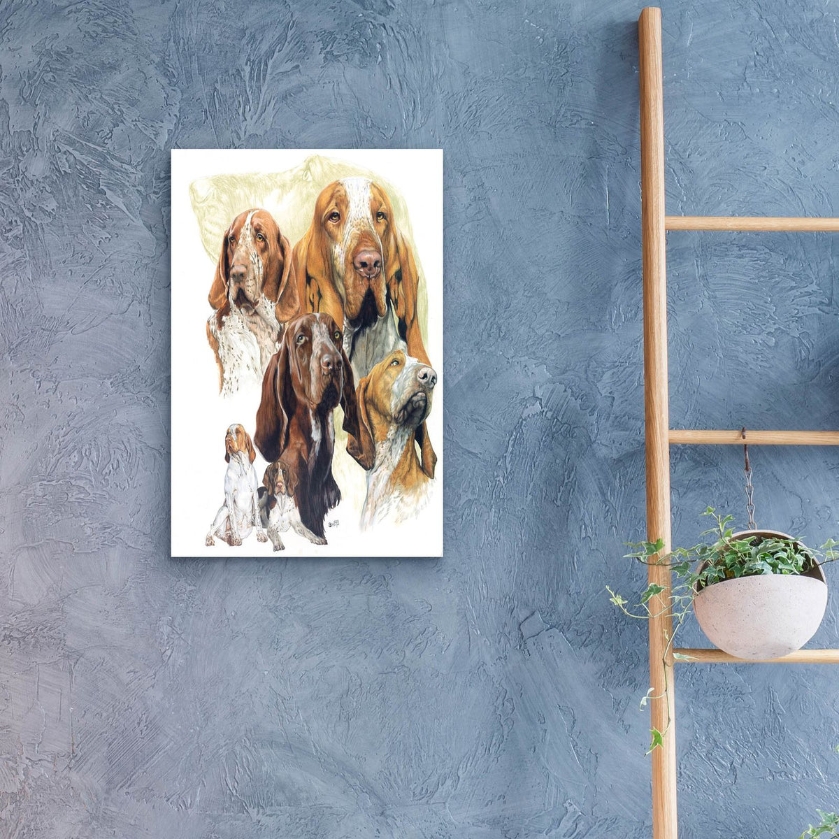 Bracco Italiano Hound by Barbara Keith - 16x24 acrylic wall art in a room