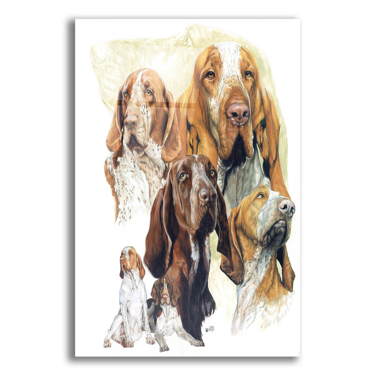 Bracco Italiano Hound by Barbara Keith acrylic glass wall art