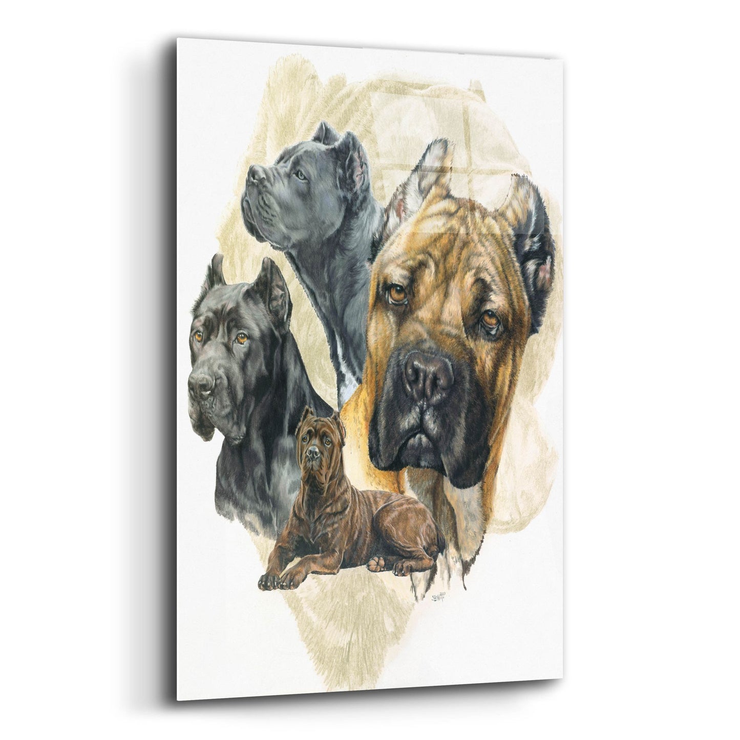 Epic Art 'Cane Corso' by Barbara Keith, Acrylic Glass Wall Art,12x16