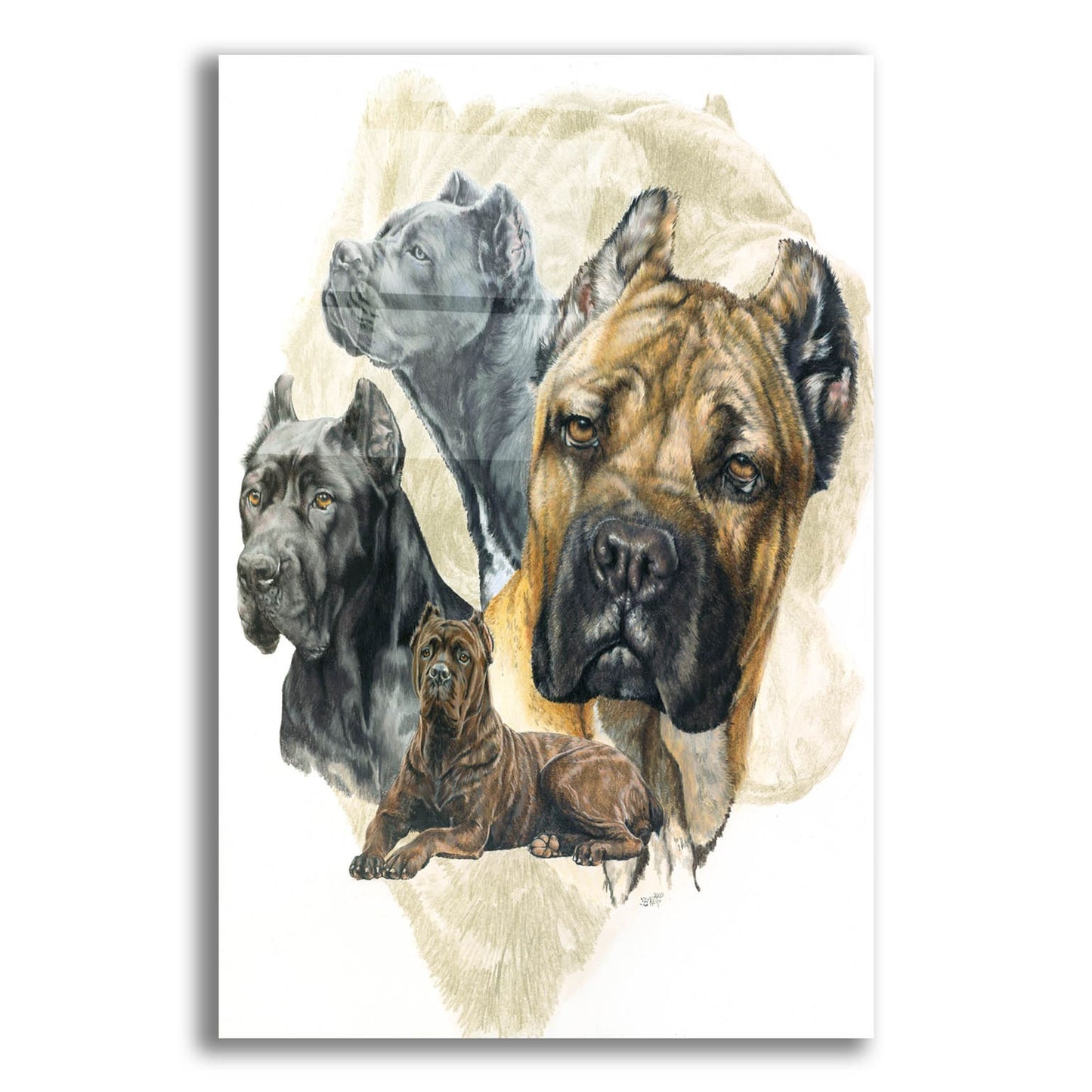 Epic Art 'Cane Corso' by Barbara Keith, Acrylic Glass Wall Art,12x16