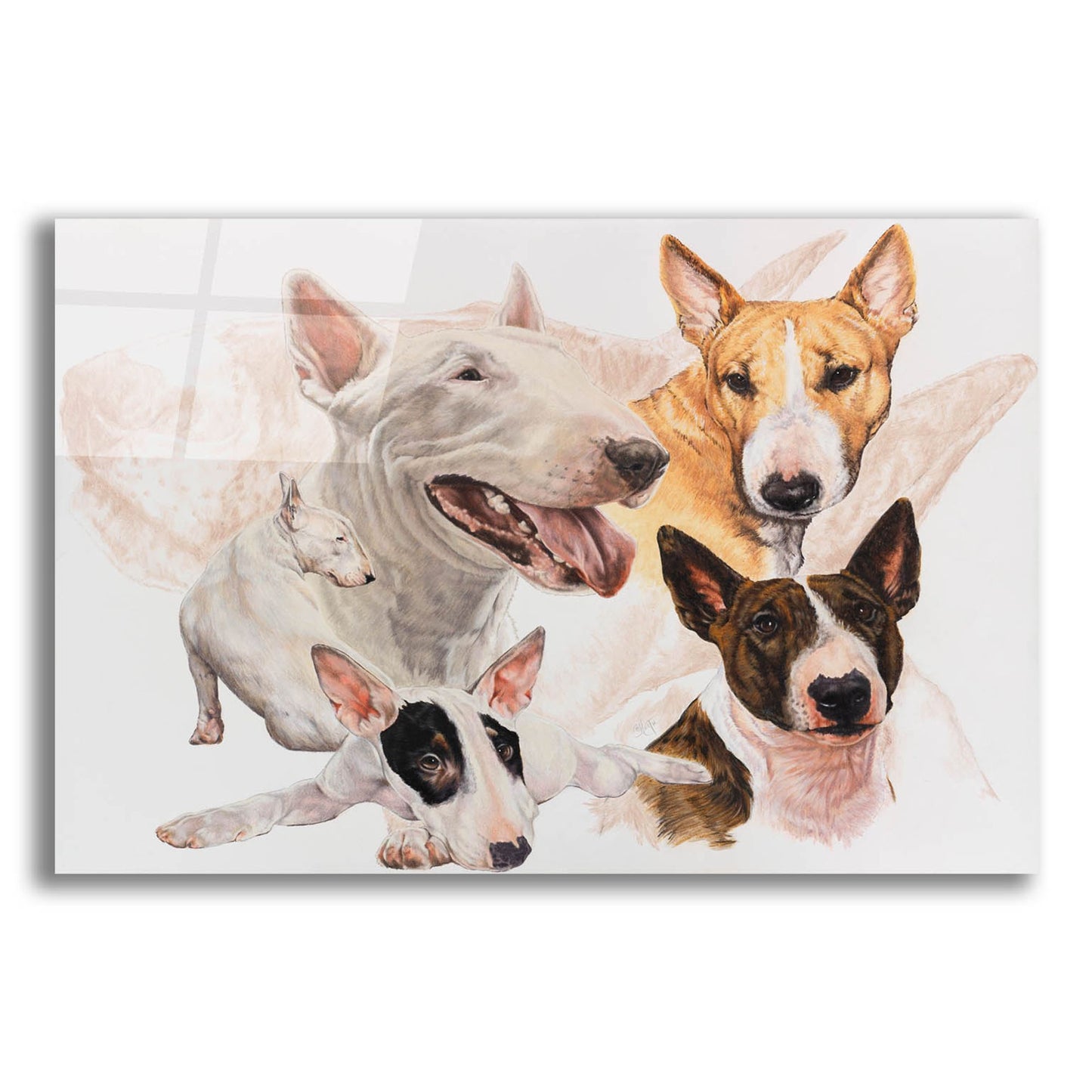 Epic Art 'Bull Terrier with Ghost Image' by Barbara Keith, Acrylic Glass Wall Art,16x12