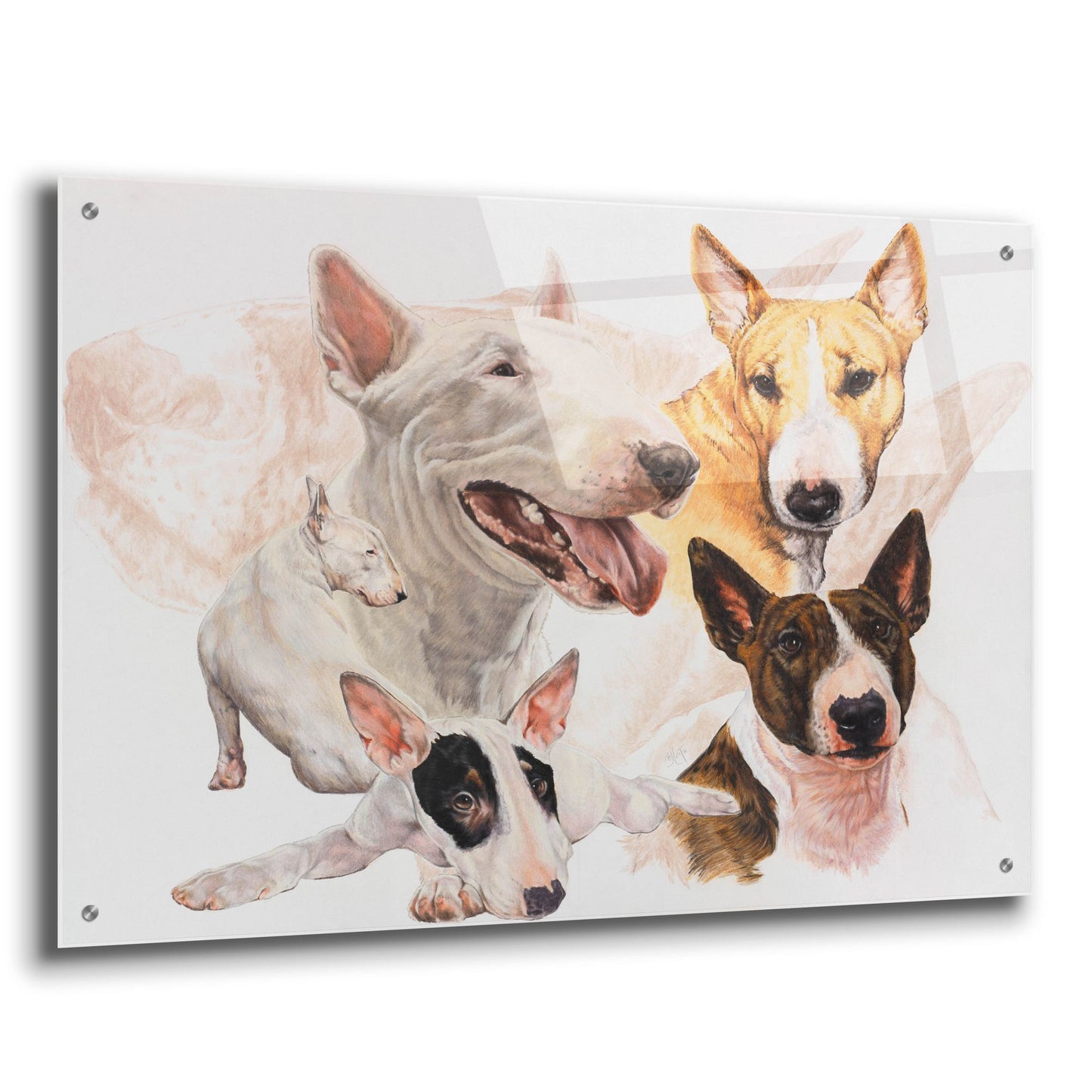 Epic Art 'Bull Terrier with Ghost Image' by Barbara Keith, Acrylic Glass Wall Art,36x24