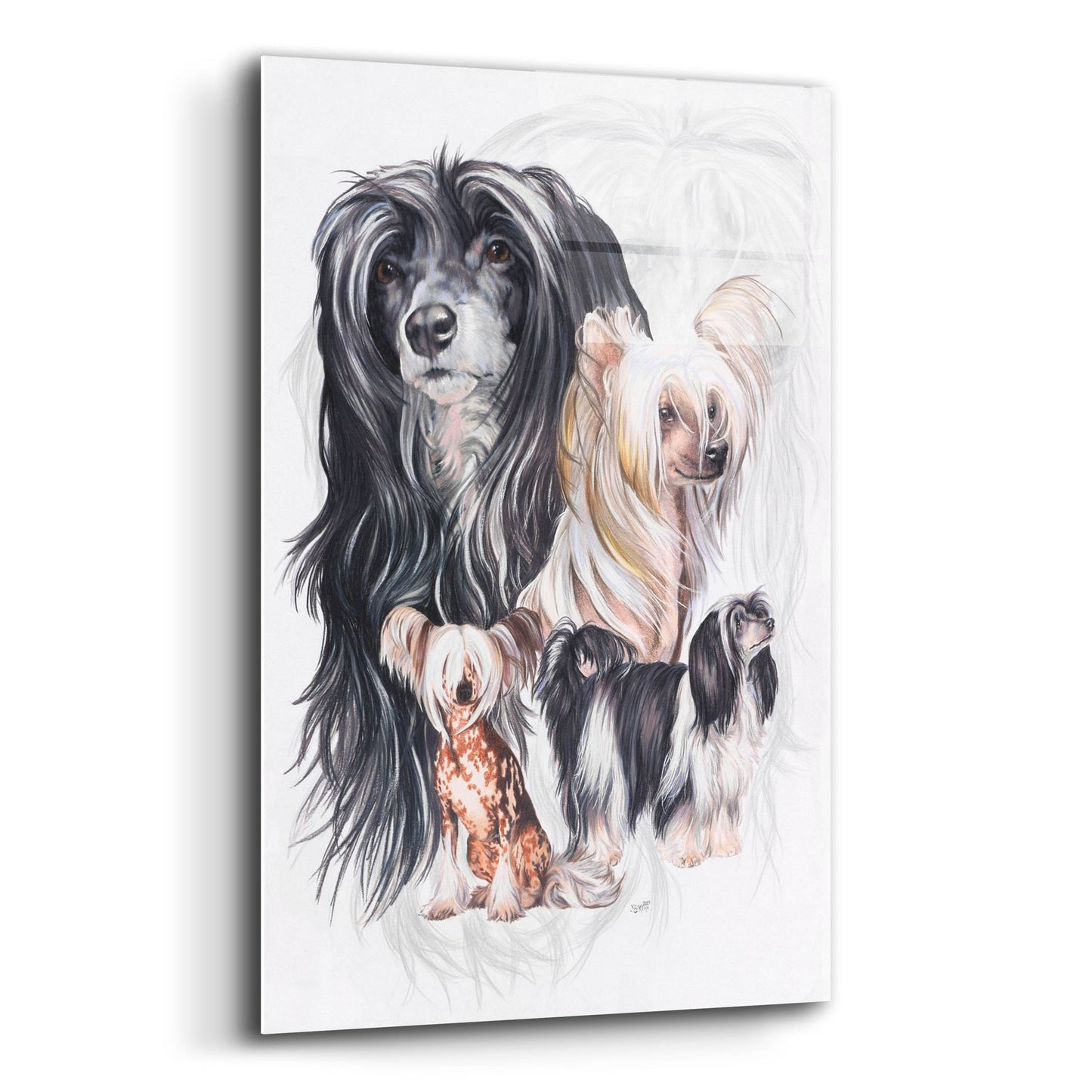 Epic Art 'Chinese Crested 2' by Barbara Keith, Acrylic Glass Wall Art,12x16