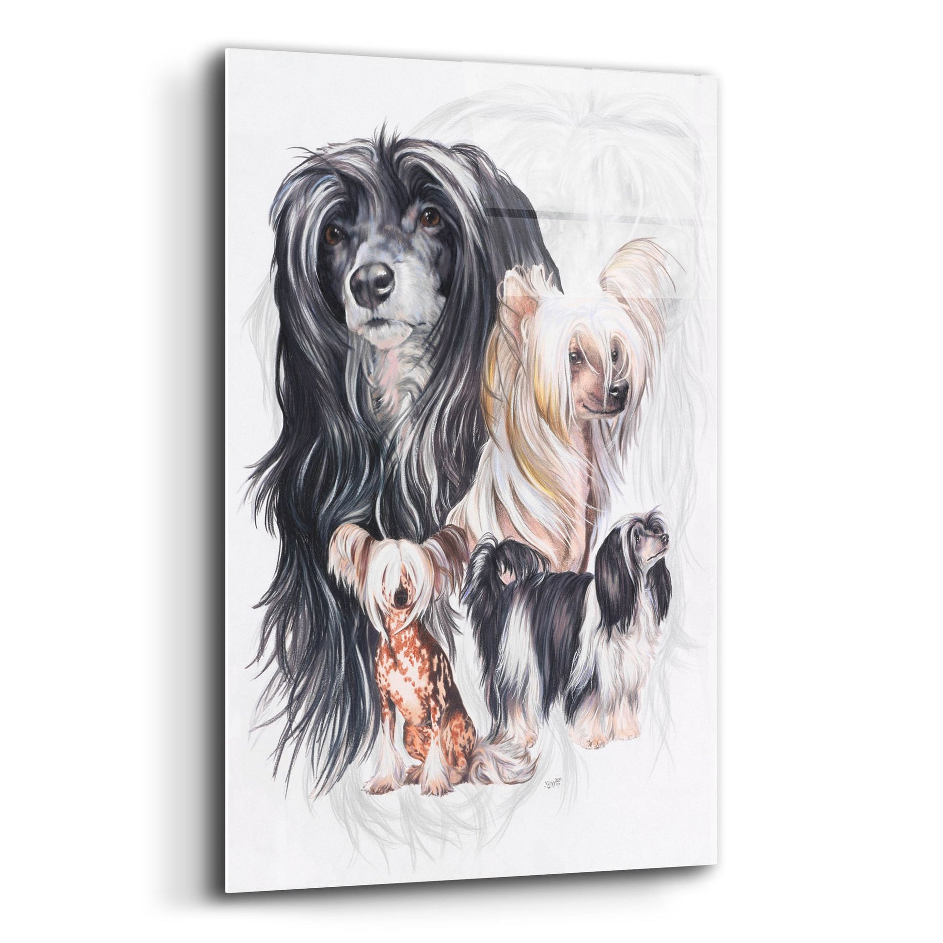 Epic Art 'Chinese Crested 2' by Barbara Keith, Acrylic Glass Wall Art,12x16