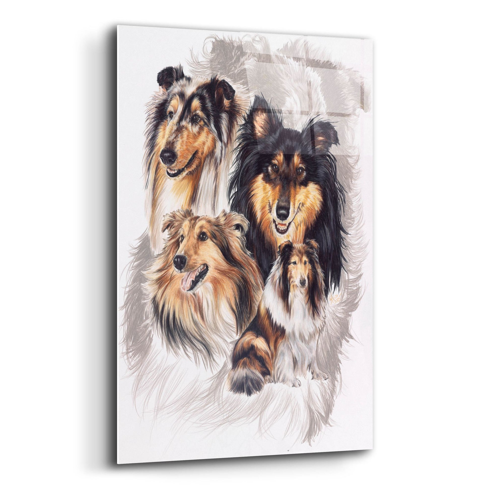 Epic Art 'Collie' by Barbara Keith, Acrylic Glass Wall Art,12x16