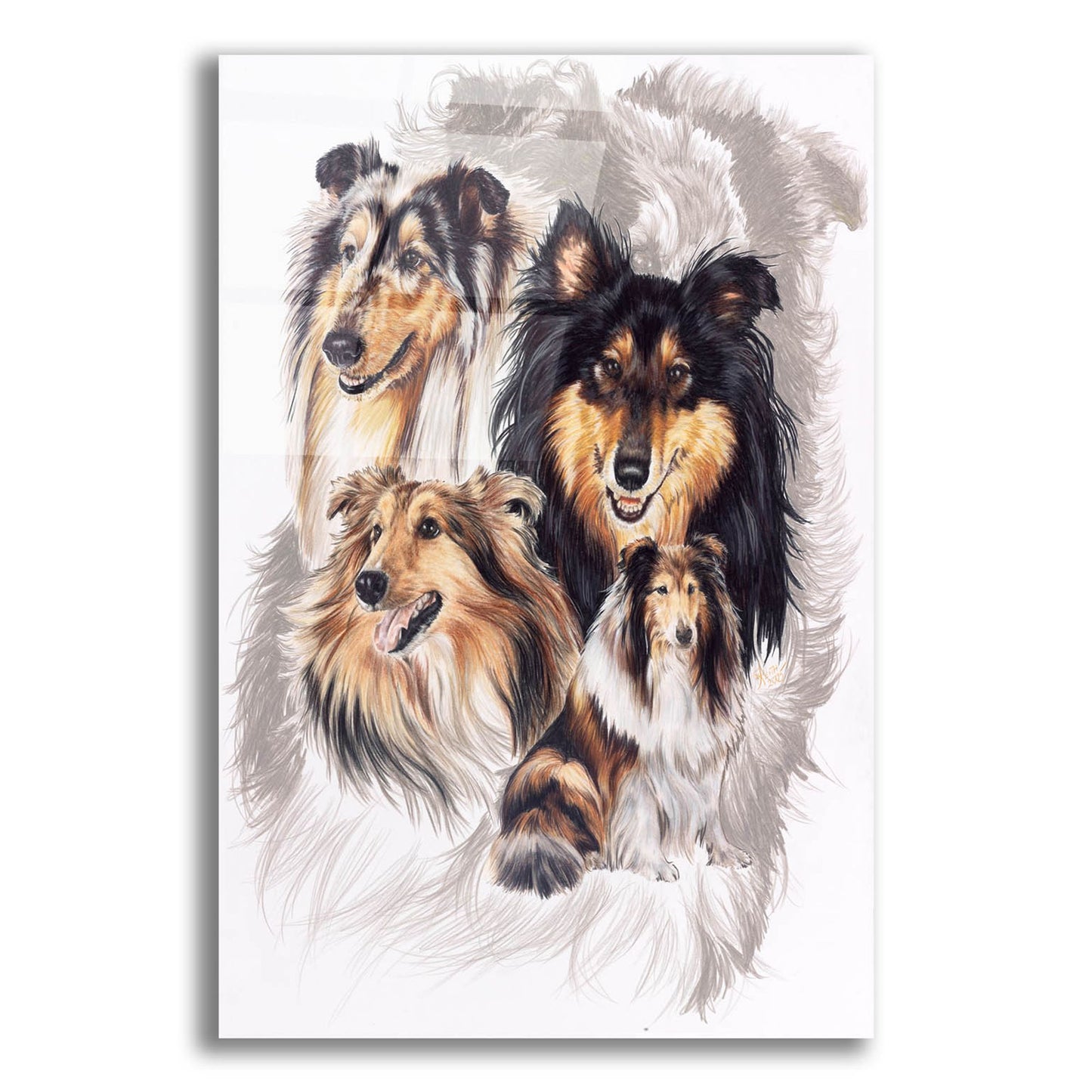 Epic Art 'Collie' by Barbara Keith, Acrylic Glass Wall Art,12x16