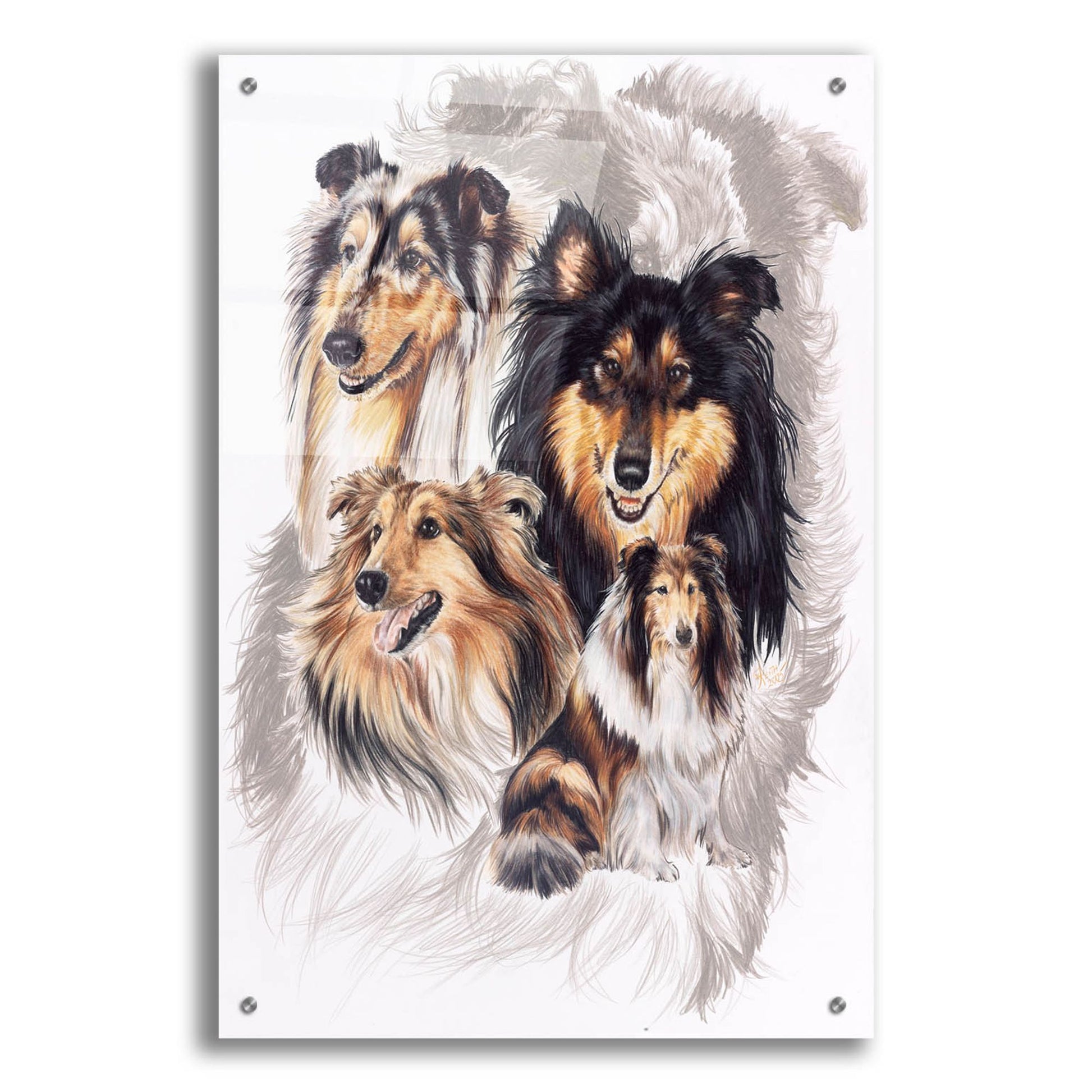 Epic Art 'Collie' by Barbara Keith, Acrylic Glass Wall Art,24x36