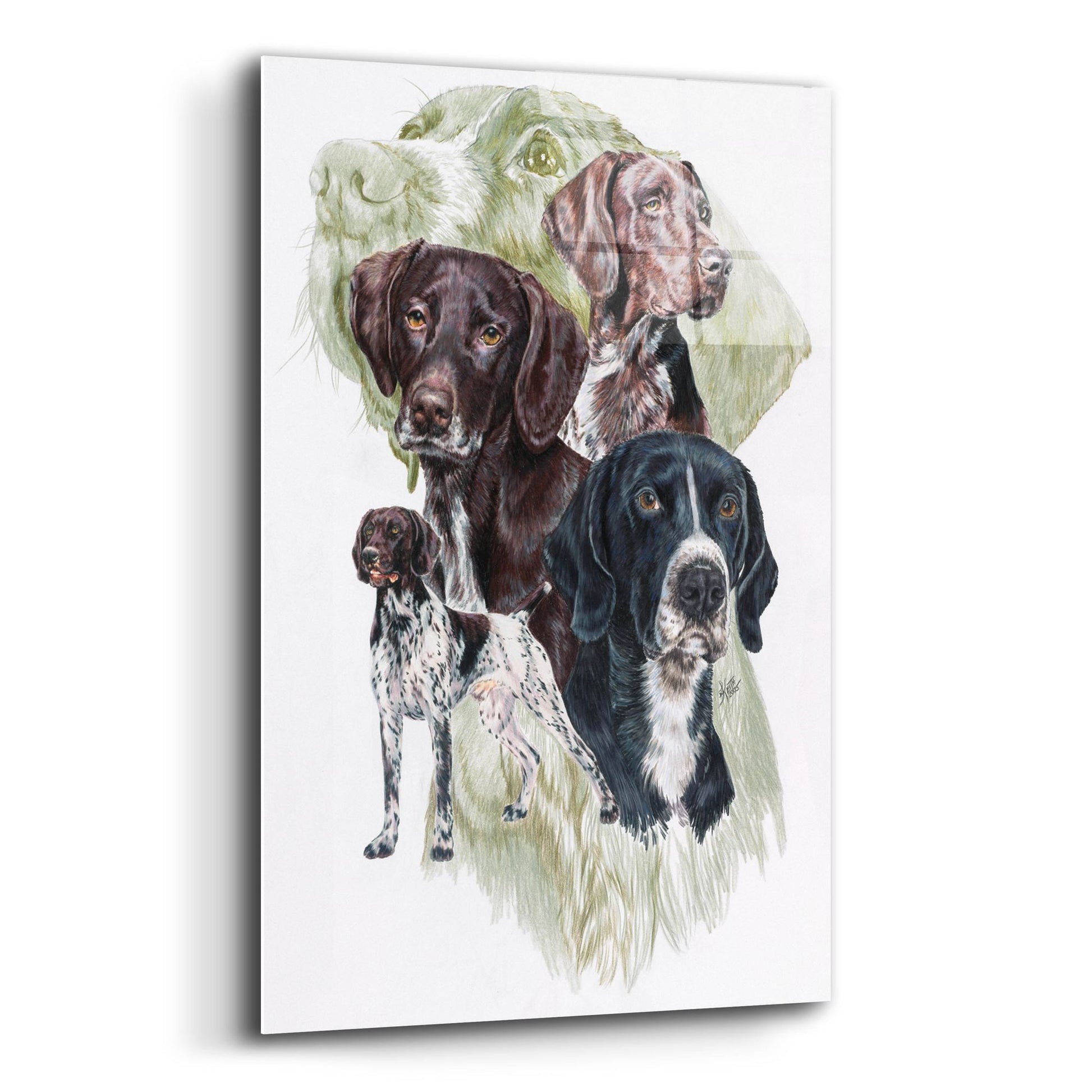 Epic Art 'German Short Haired Pointer' by Barbara Keith, Acrylic Glass Wall Art,12x16