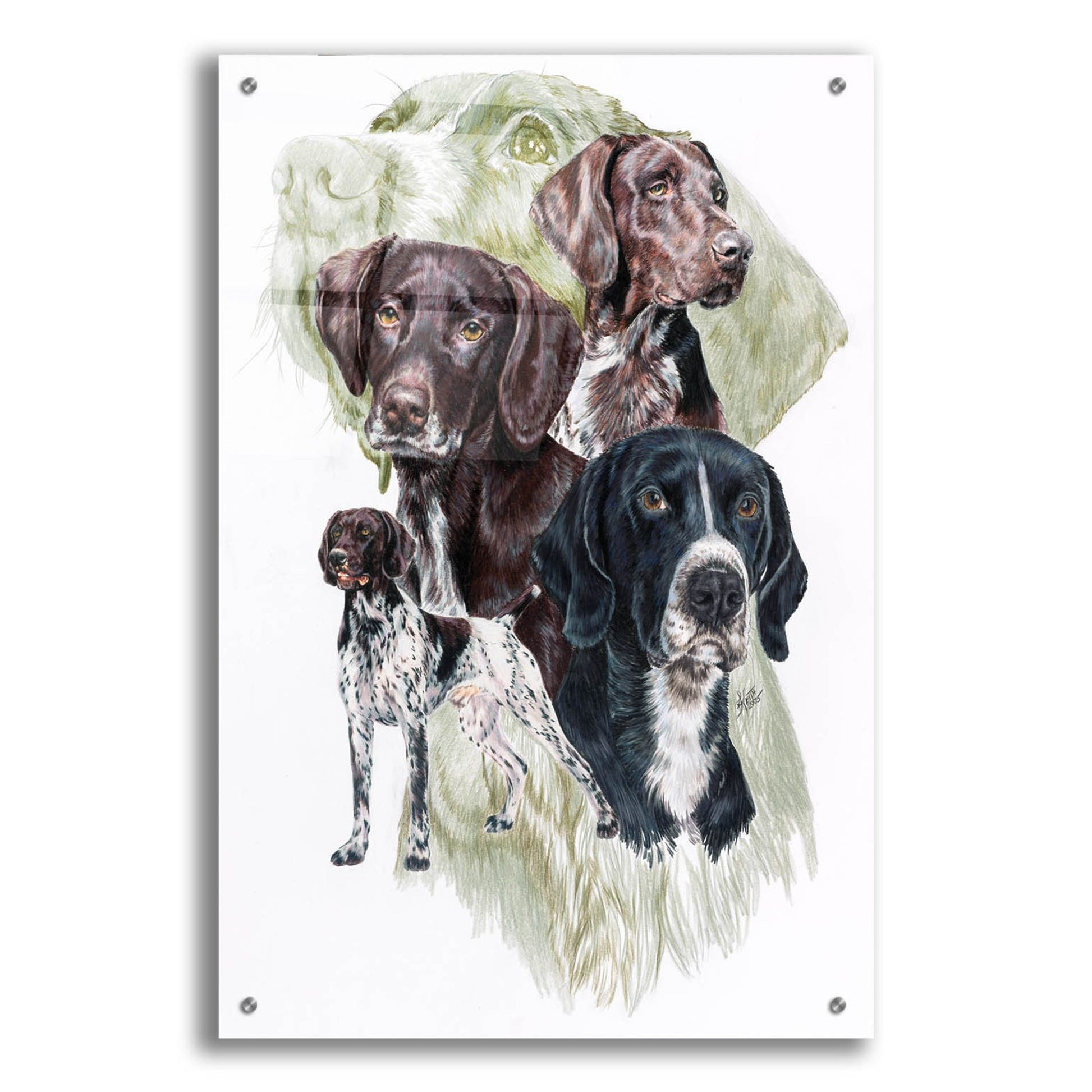 Epic Art 'German Short Haired Pointer' by Barbara Keith, Acrylic Glass Wall Art,24x36