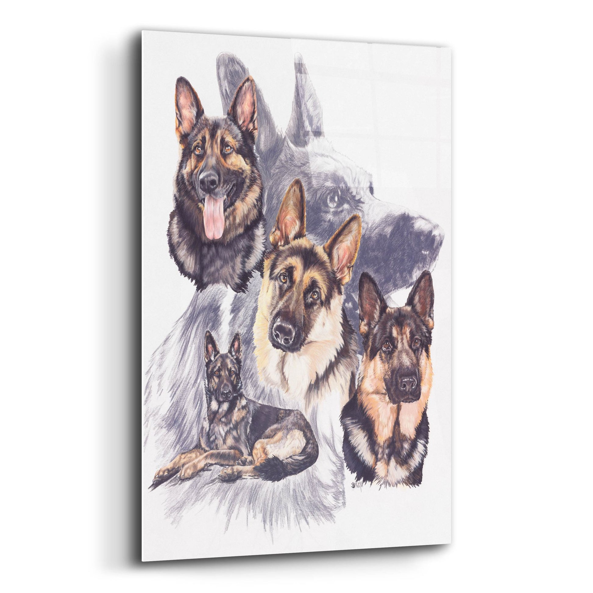 Epic Art 'German Shepard' by Barbara Keith, Acrylic Glass Wall Art,12x16