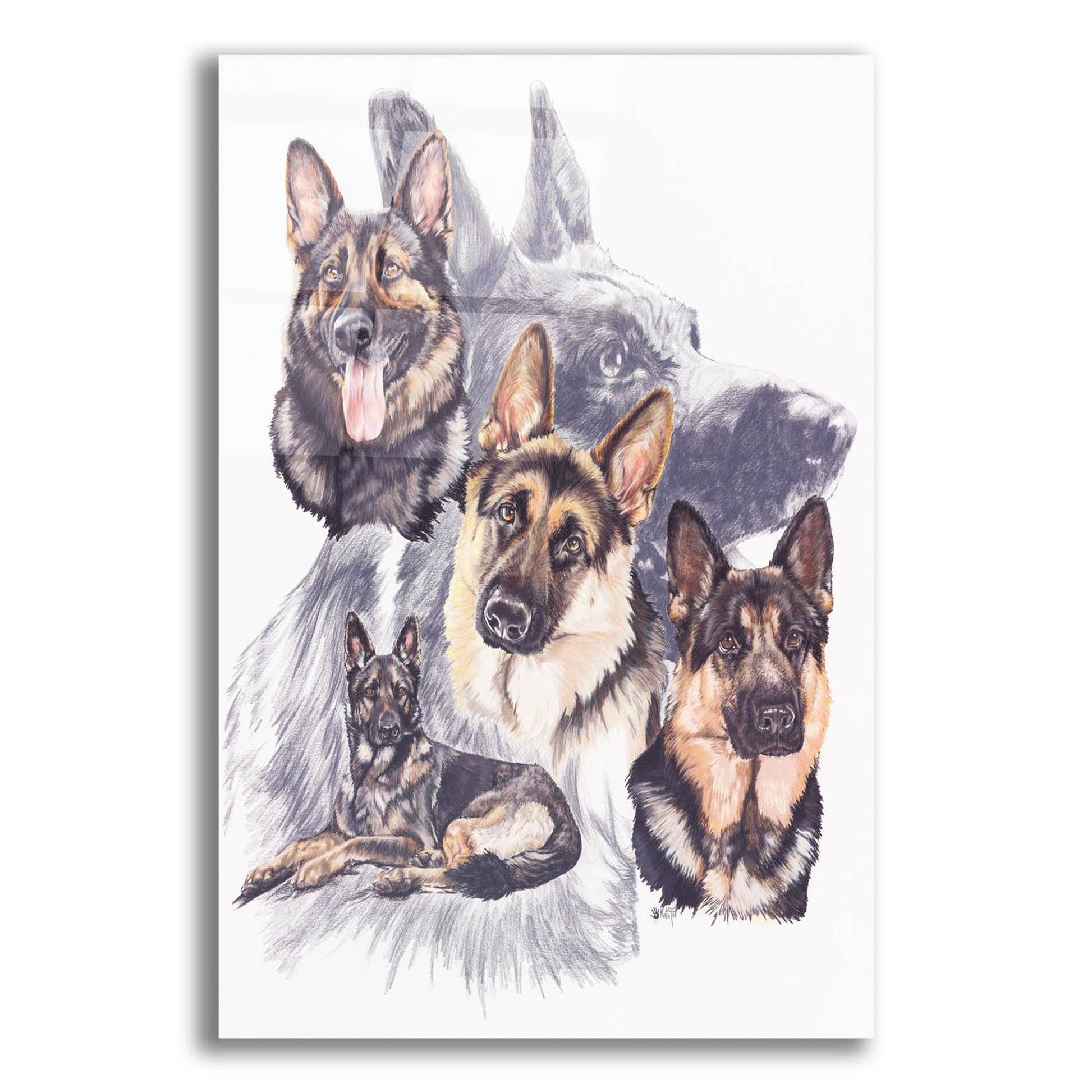 Epic Art 'German Shepard' by Barbara Keith, Acrylic Glass Wall Art,12x16