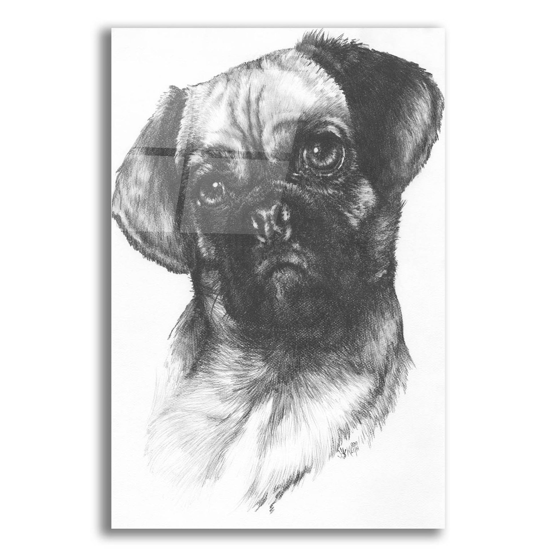 Epic Art 'Puggle' by Barbara Keith, Acrylic Glass Wall Art,12x16