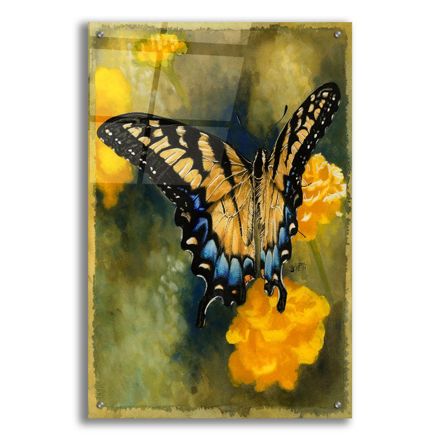 Epic Art 'Delicate Belle' by Barbara Keith, Acrylic Glass Wall Art,24x36