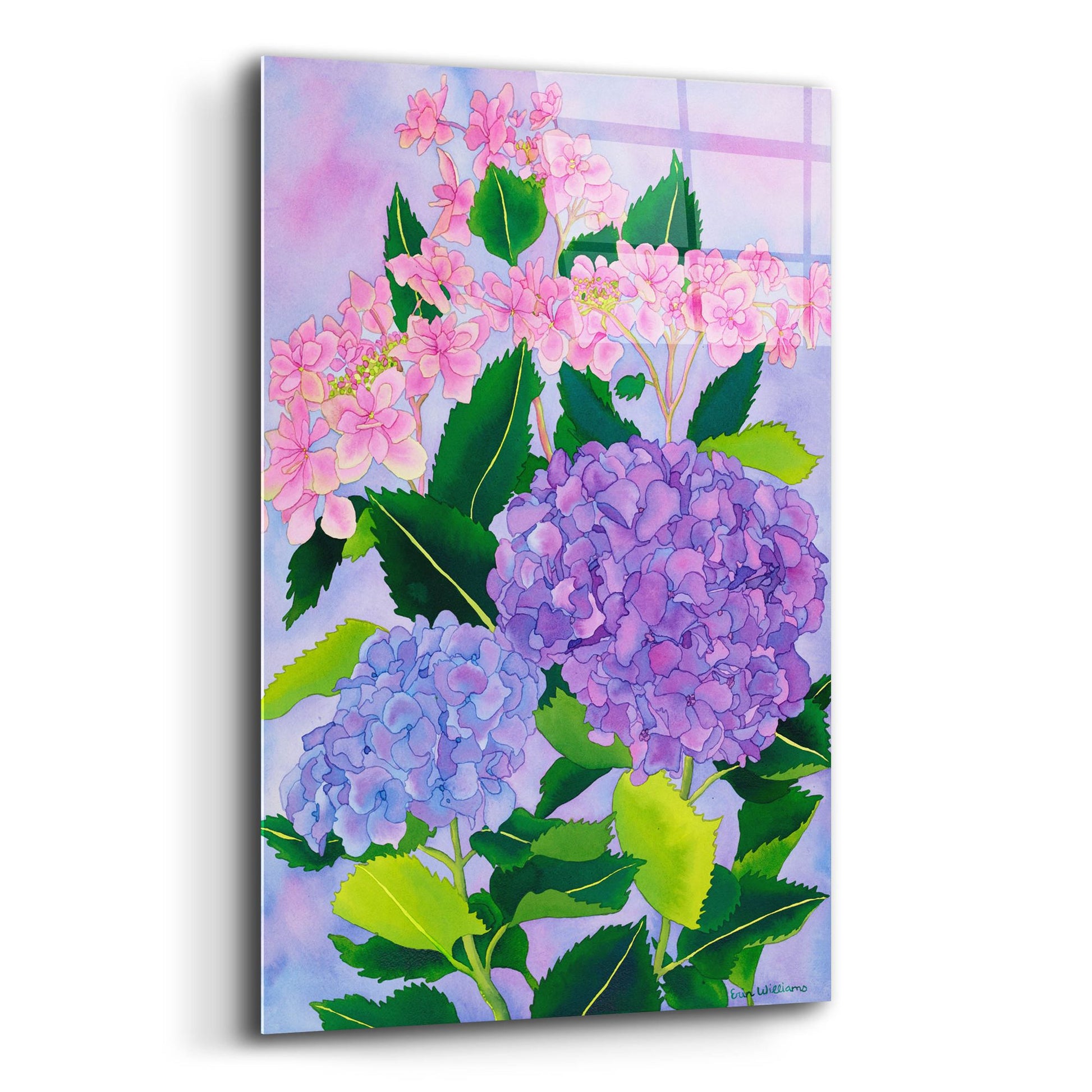 Epic Art 'Hydrangea Wonder' by Carissa Luminess, Acrylic Glass Wall Art,12x16