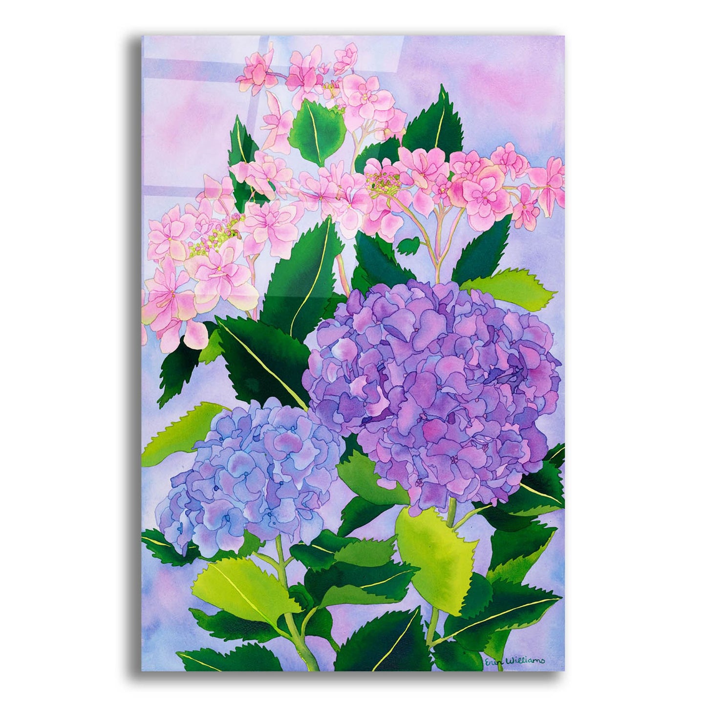 Epic Art 'Hydrangea Wonder' by Carissa Luminess, Acrylic Glass Wall Art,12x16