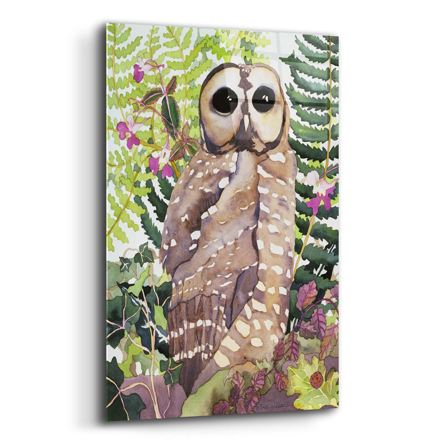 Epic Art 'Spotted Owl' by Carissa Luminess, Acrylic Glass Wall Art,12x16