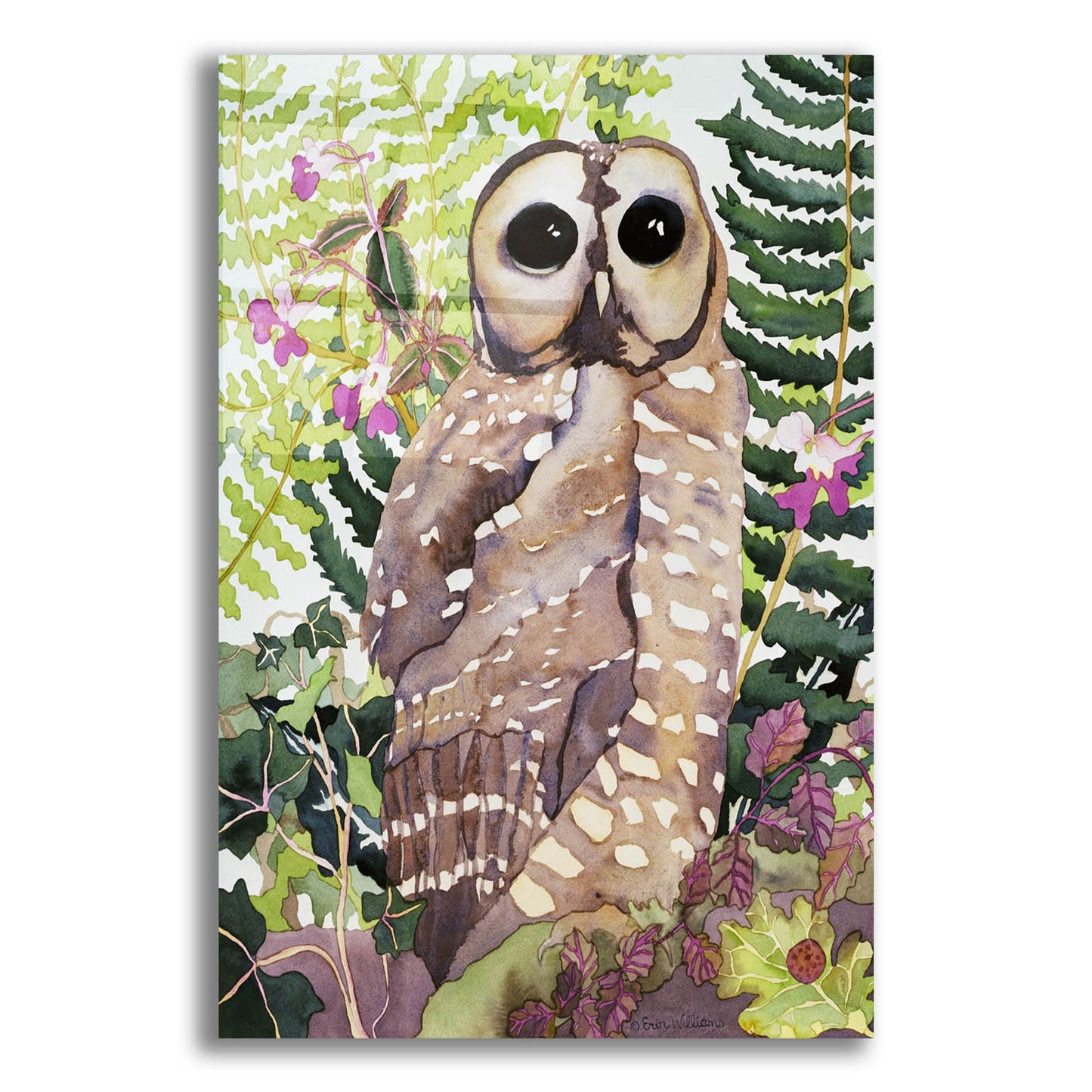 Epic Art 'Spotted Owl' by Carissa Luminess, Acrylic Glass Wall Art,12x16