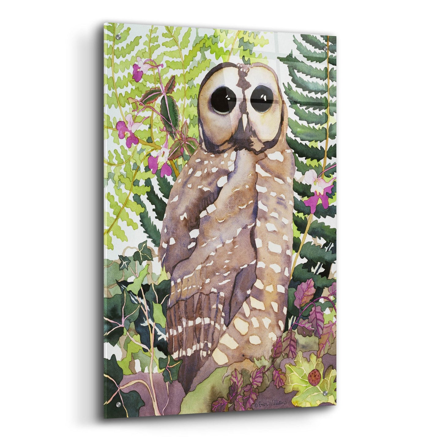 Epic Art 'Spotted Owl' by Carissa Luminess, Acrylic Glass Wall Art,24x36