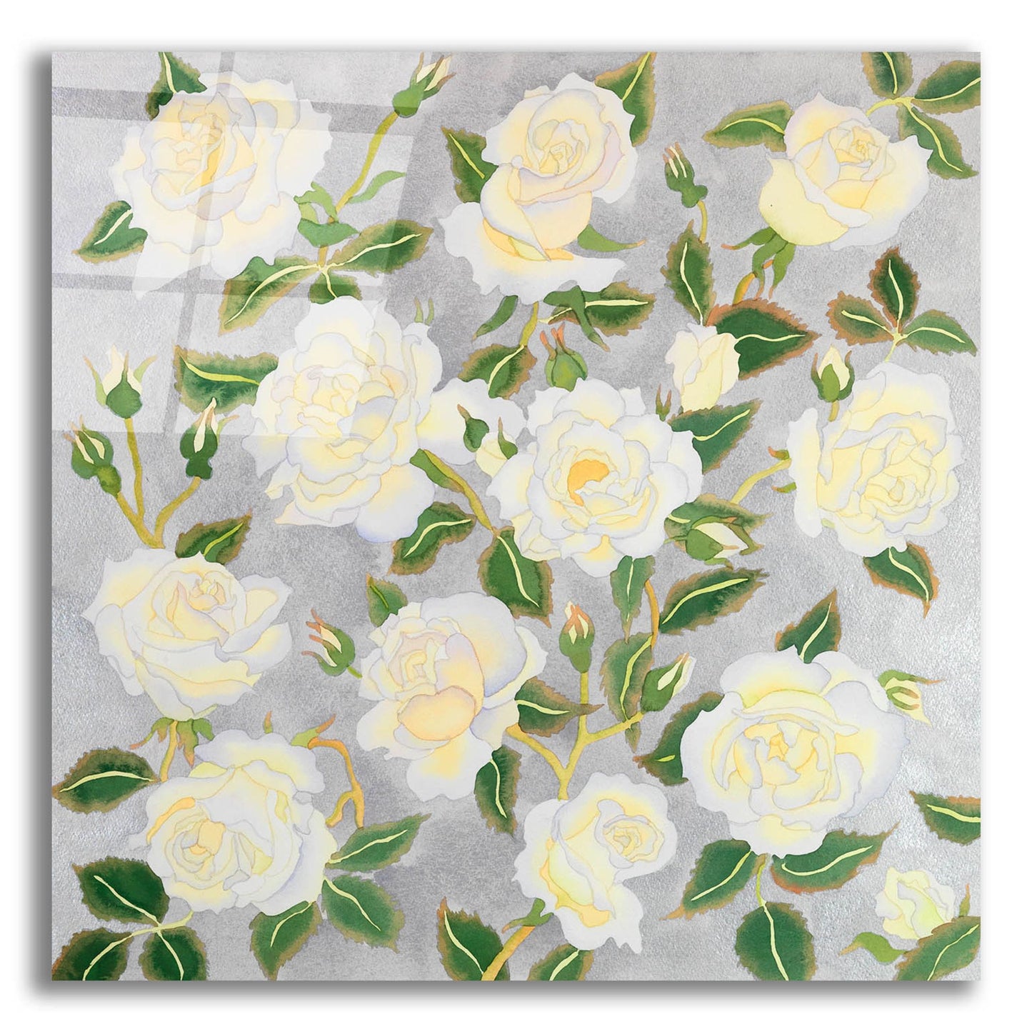 Epic Art 'White Roses- Square' by Carissa Luminess, Acrylic Glass Wall Art,12x12