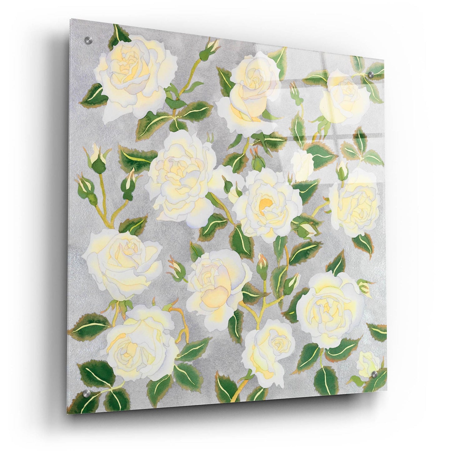 Epic Art 'White Roses- Square' by Carissa Luminess, Acrylic Glass Wall Art,24x24