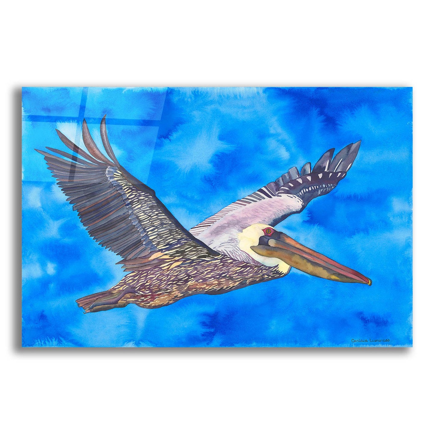 Epic Art 'Flying Pelican' by Carissa Luminess, Acrylic Glass Wall Art,16x12