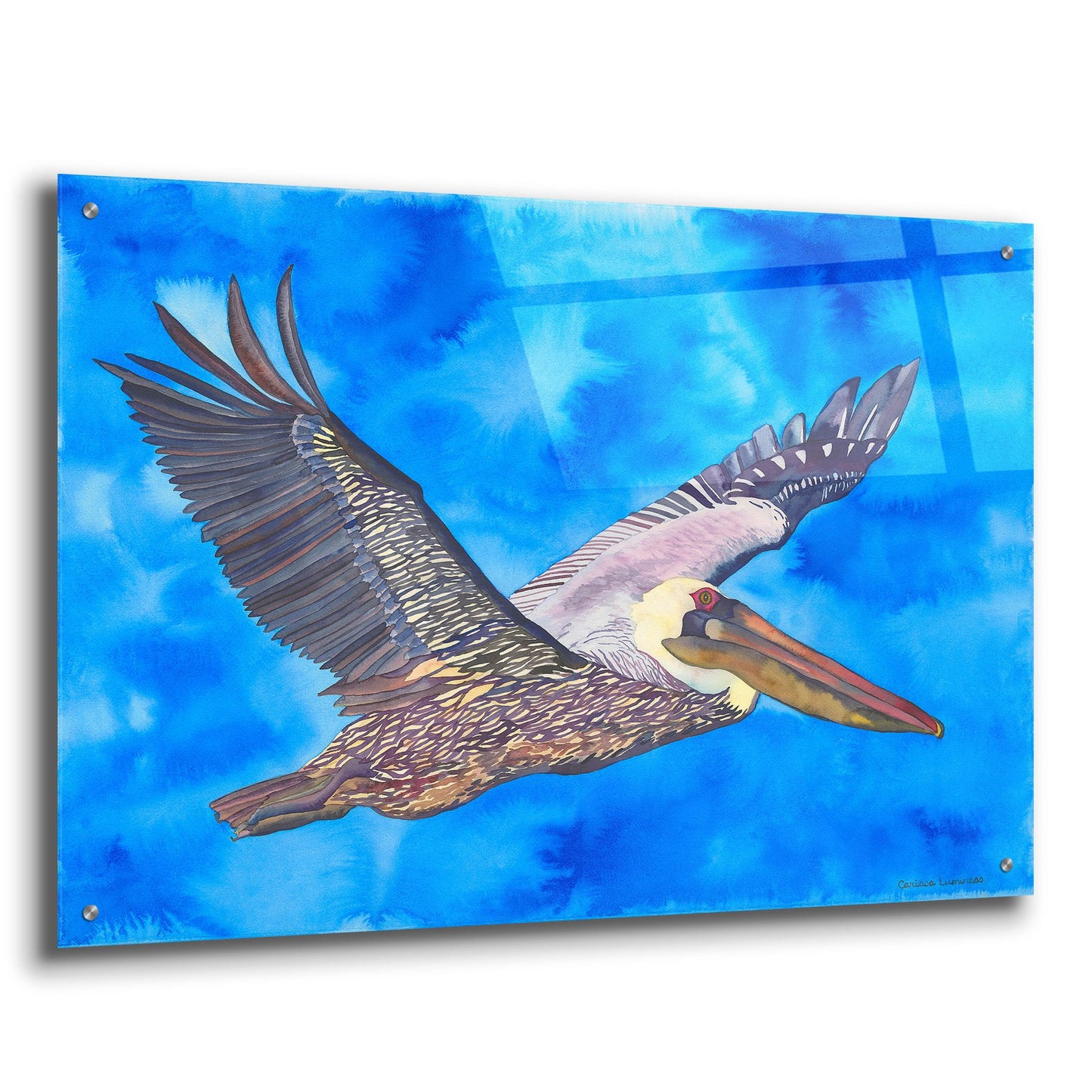 Epic Art 'Flying Pelican' by Carissa Luminess, Acrylic Glass Wall Art,36x24