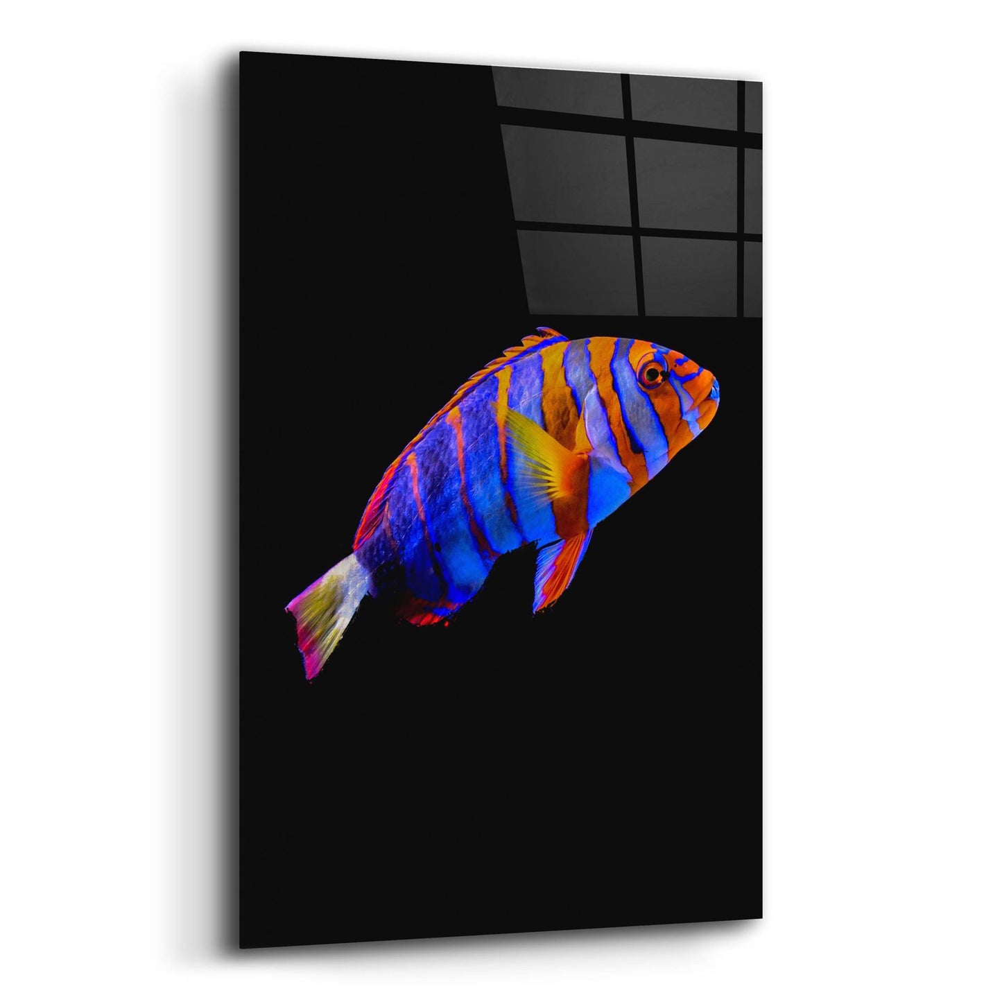 Epic Art 'Australian Harlequin Tuskfish' by Epic Portfolio, Acrylic Glass Wall Art,12x16