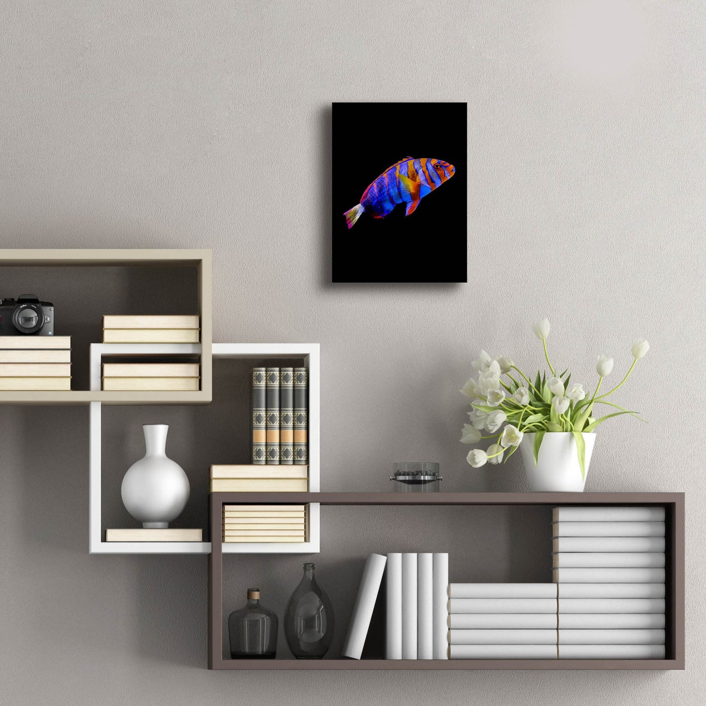 Epic Art 'Australian Harlequin Tuskfish' by Epic Portfolio, Acrylic Glass Wall Art,12x16