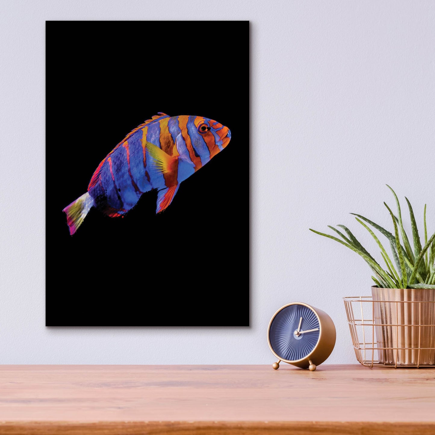 Epic Art 'Australian Harlequin Tuskfish' by Epic Portfolio, Acrylic Glass Wall Art,12x16