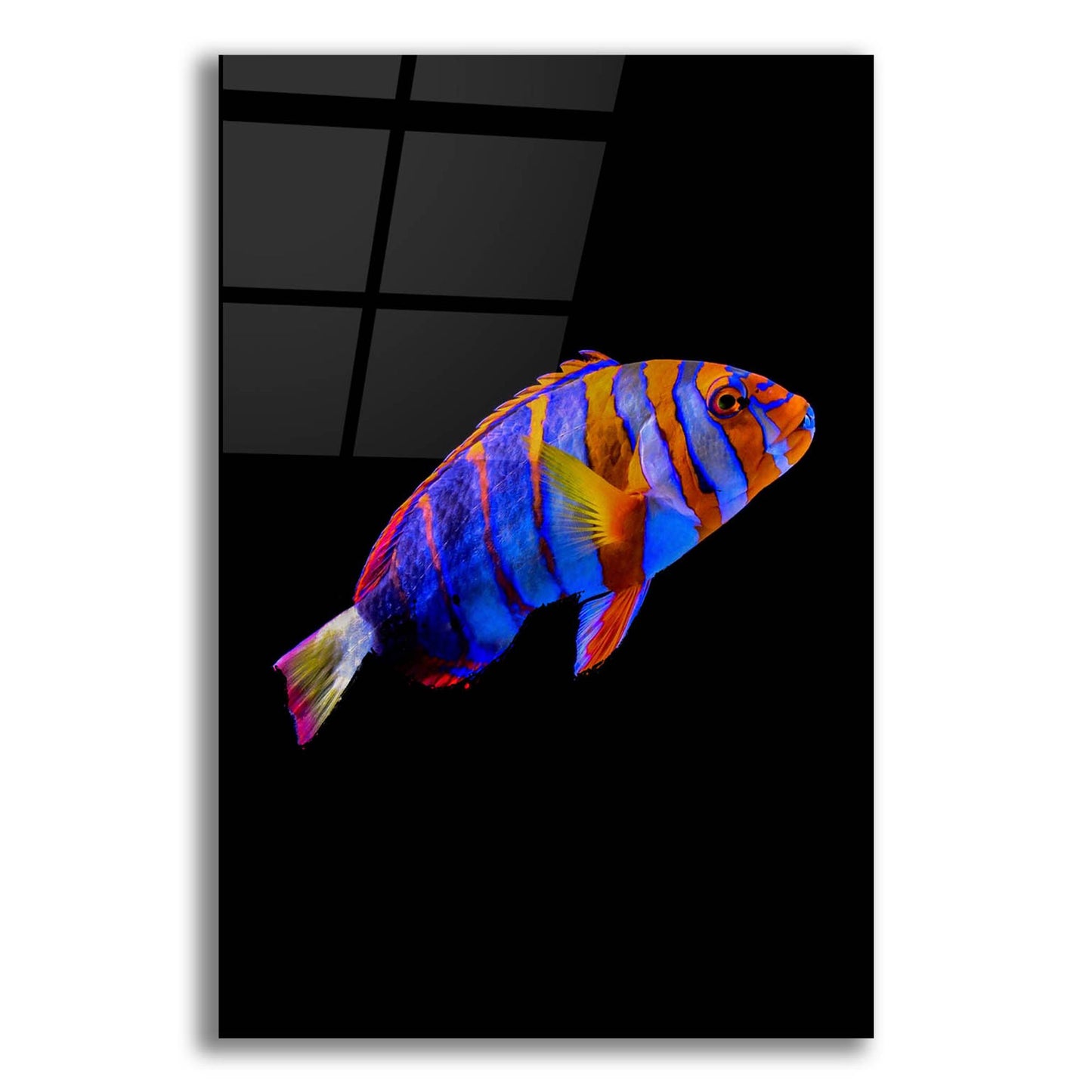 Epic Art 'Australian Harlequin Tuskfish' by Epic Portfolio, Acrylic Glass Wall Art,12x16