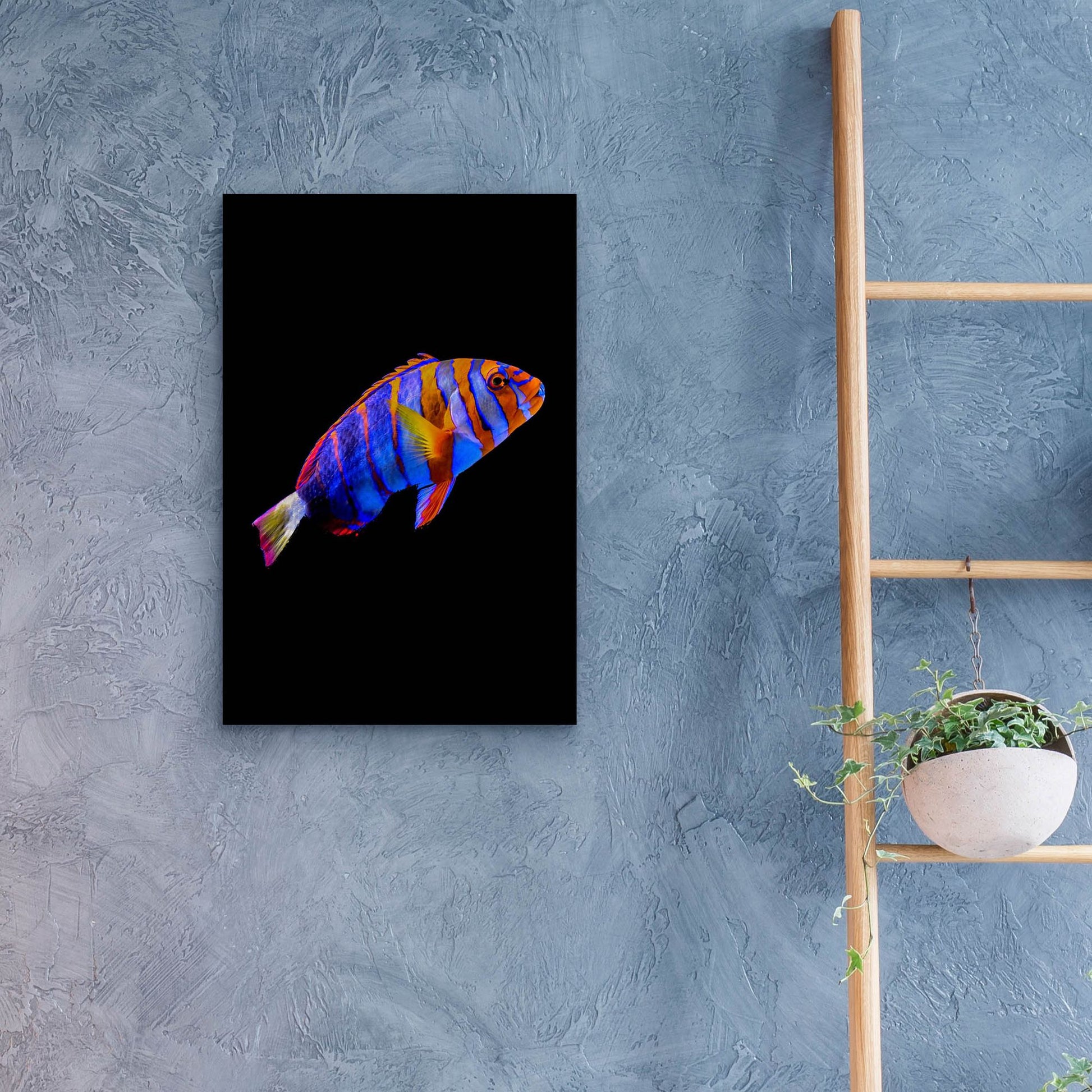 Epic Art 'Australian Harlequin Tuskfish' by Epic Portfolio, Acrylic Glass Wall Art,16x24