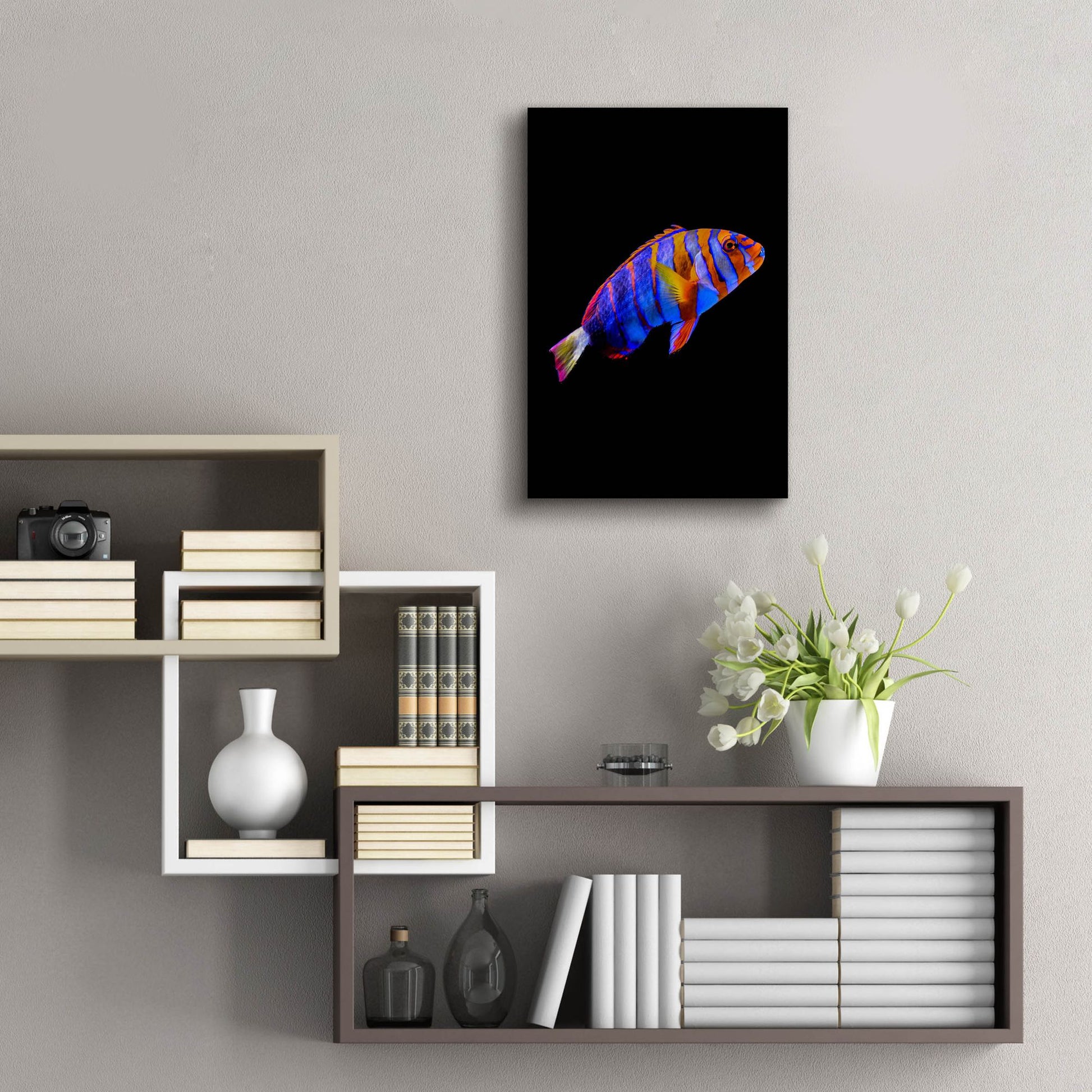 Epic Art 'Australian Harlequin Tuskfish' by Epic Portfolio, Acrylic Glass Wall Art,16x24