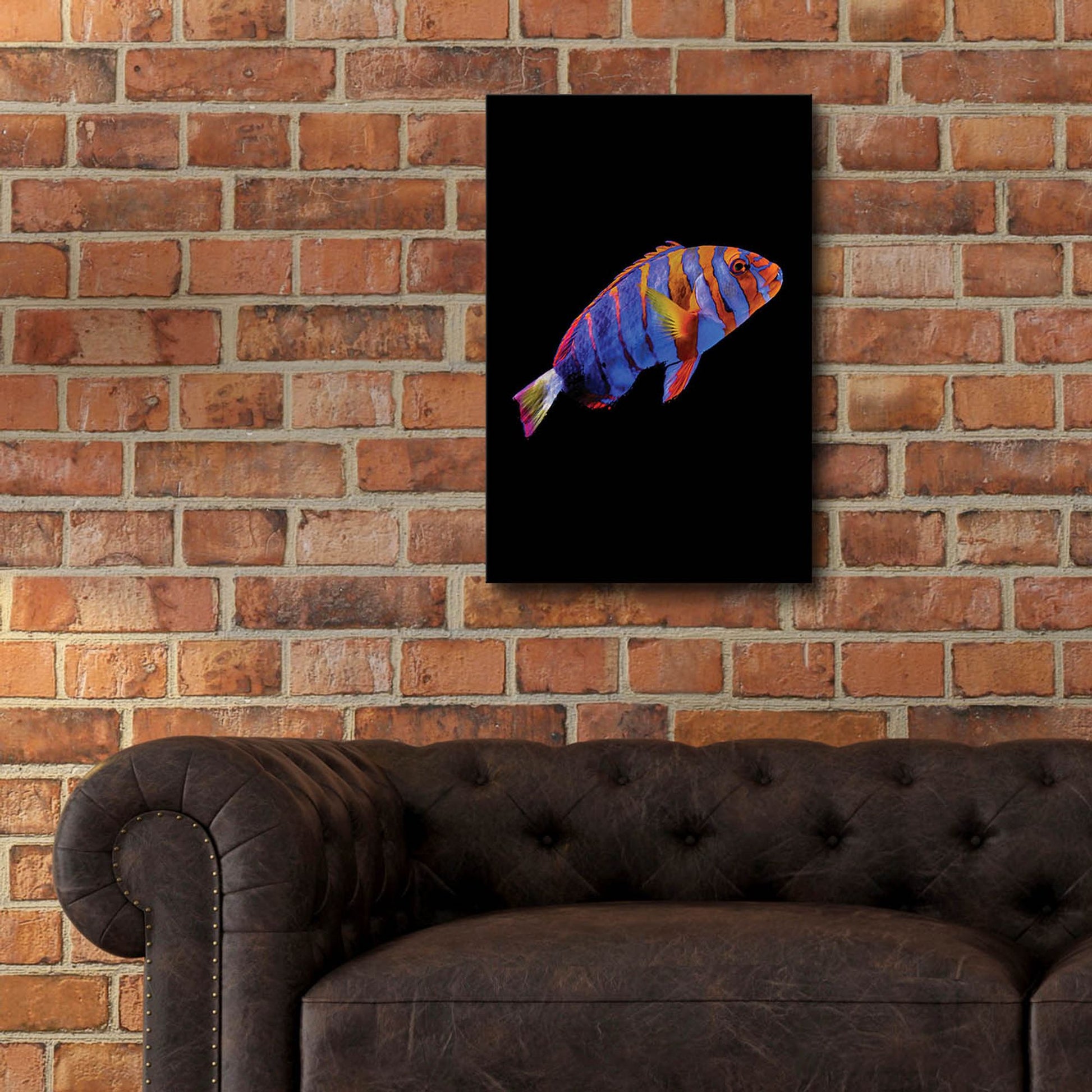 Epic Art 'Australian Harlequin Tuskfish' by Epic Portfolio, Acrylic Glass Wall Art,16x24