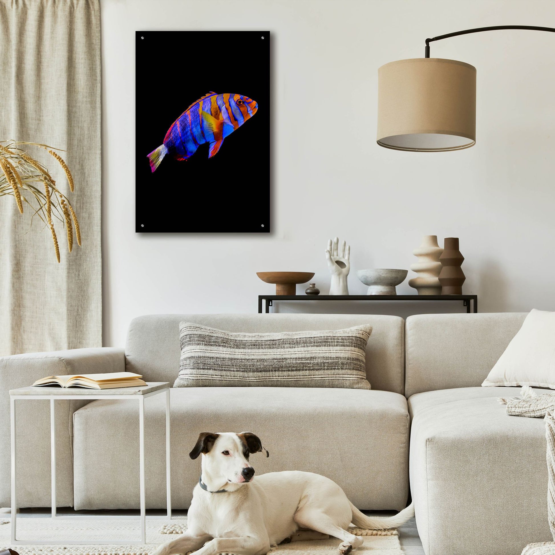 Epic Art 'Australian Harlequin Tuskfish' by Epic Portfolio, Acrylic Glass Wall Art,24x36