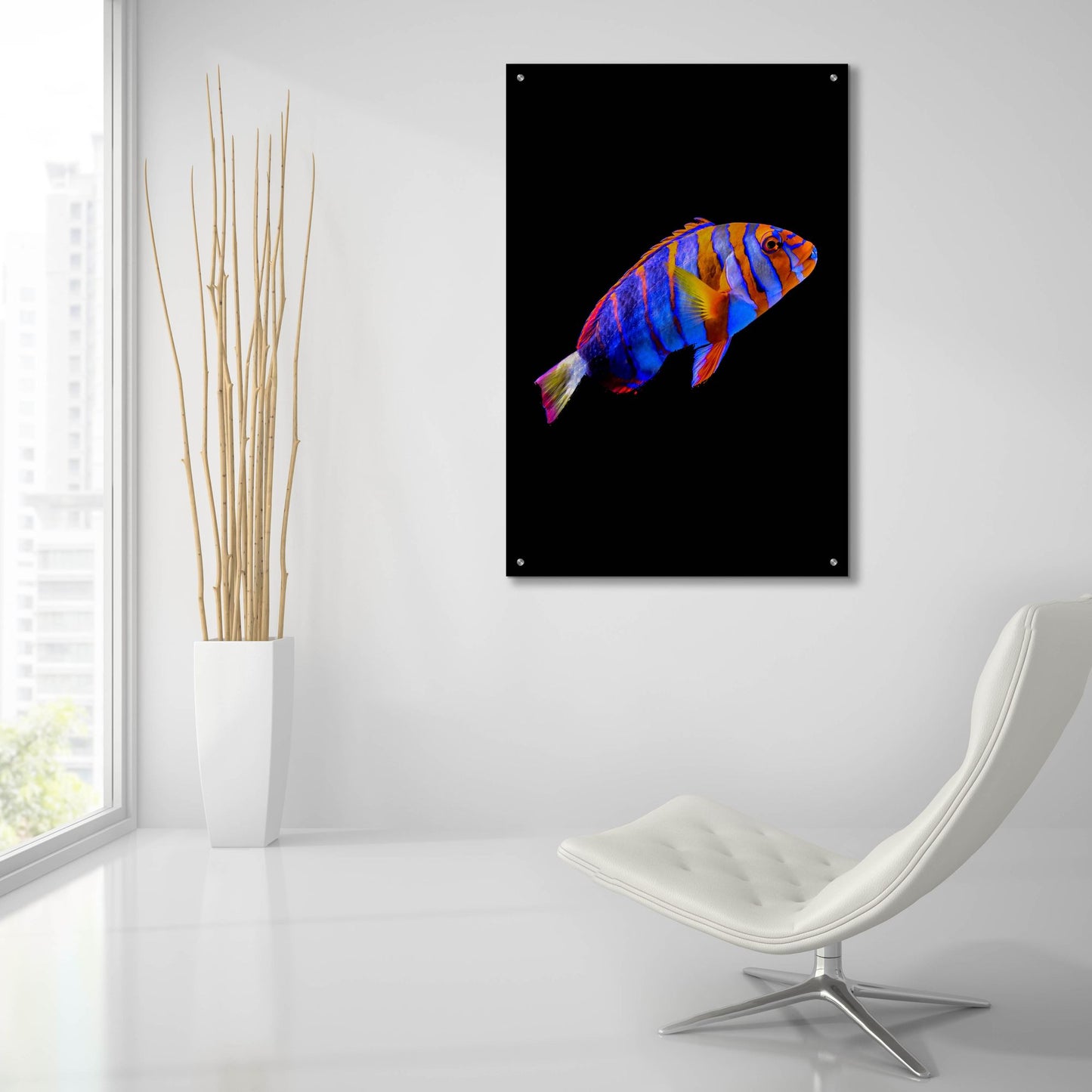 Epic Art 'Australian Harlequin Tuskfish' by Epic Portfolio, Acrylic Glass Wall Art,24x36