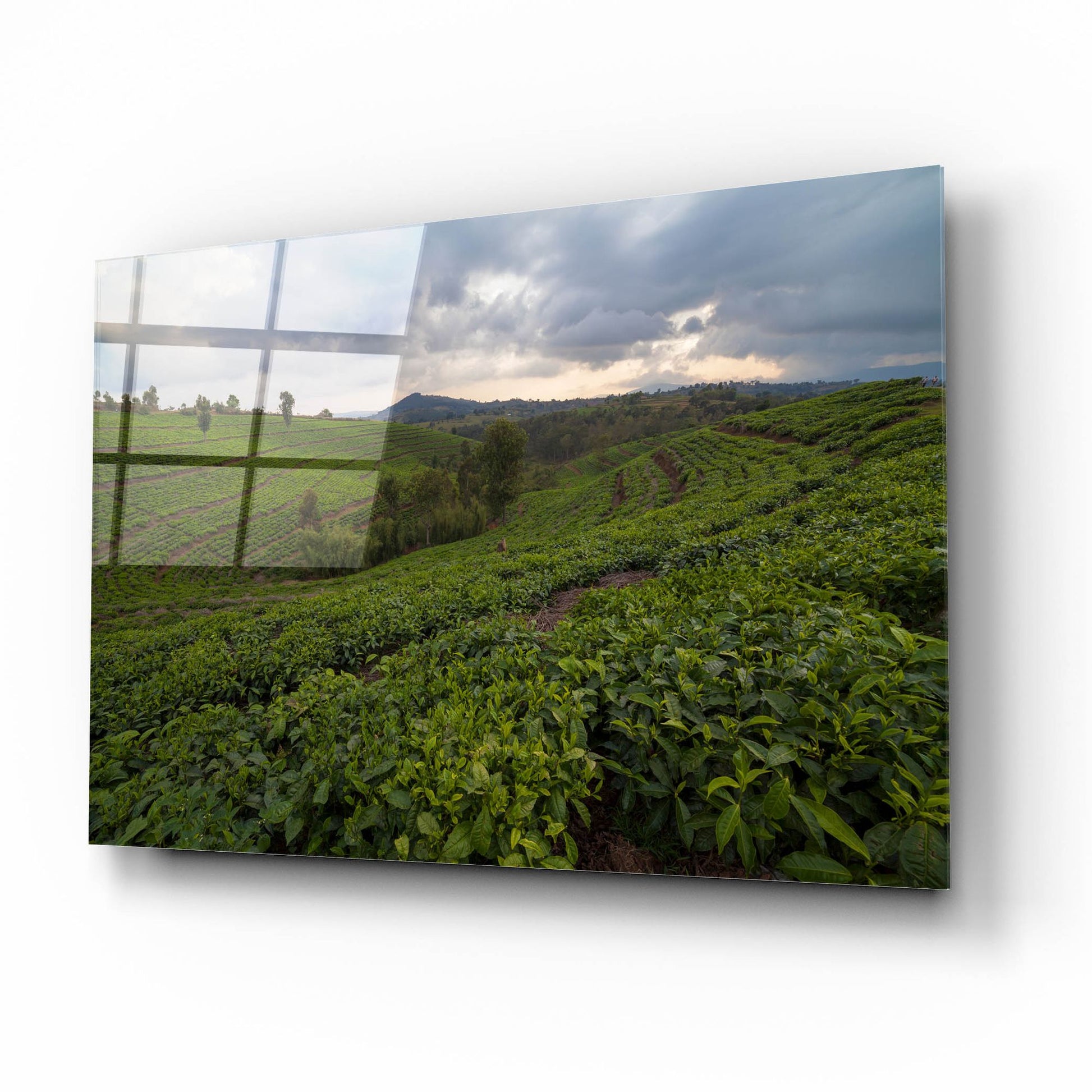 Epic Art 'Burundi Tea Field' by Joe Reimer Photography, Acrylic Glass Wall Art,16x12