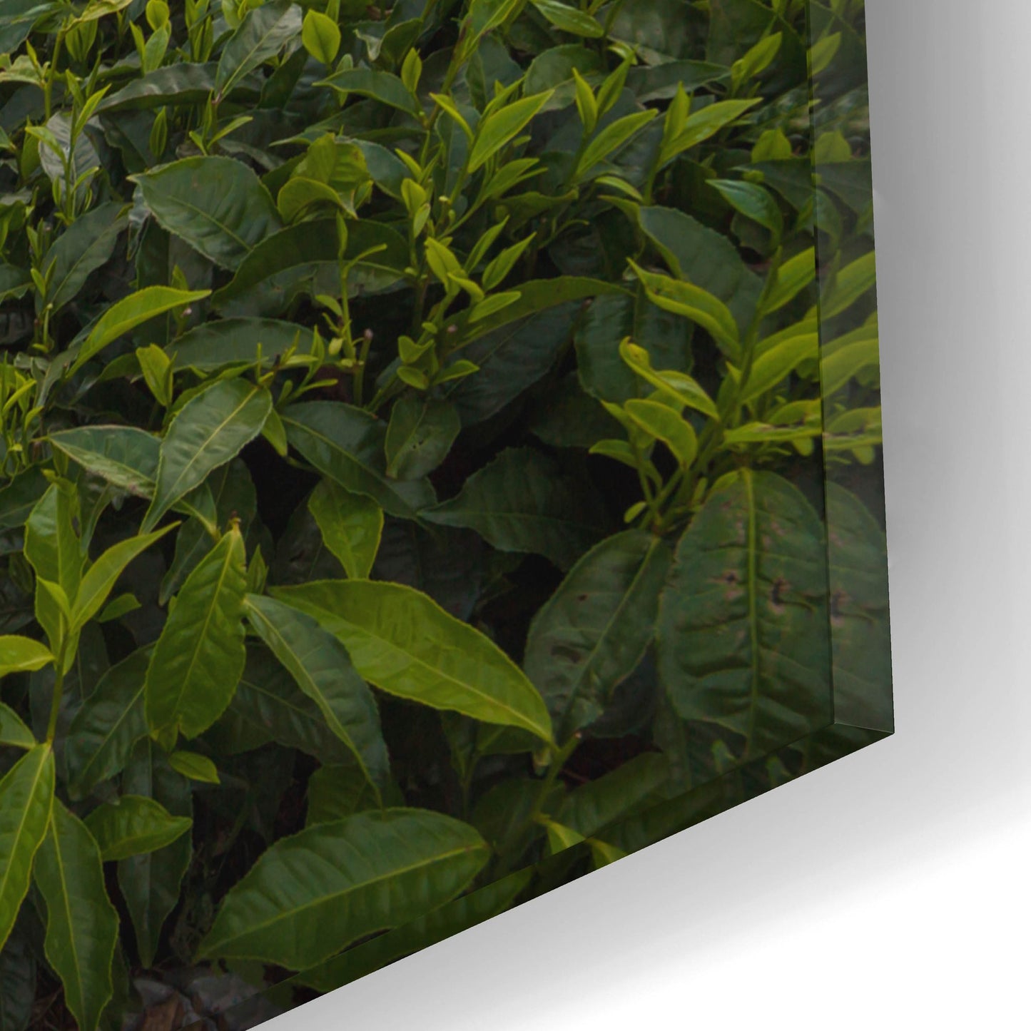 Epic Art 'Burundi Tea Field' by Joe Reimer Photography, Acrylic Glass Wall Art,16x12