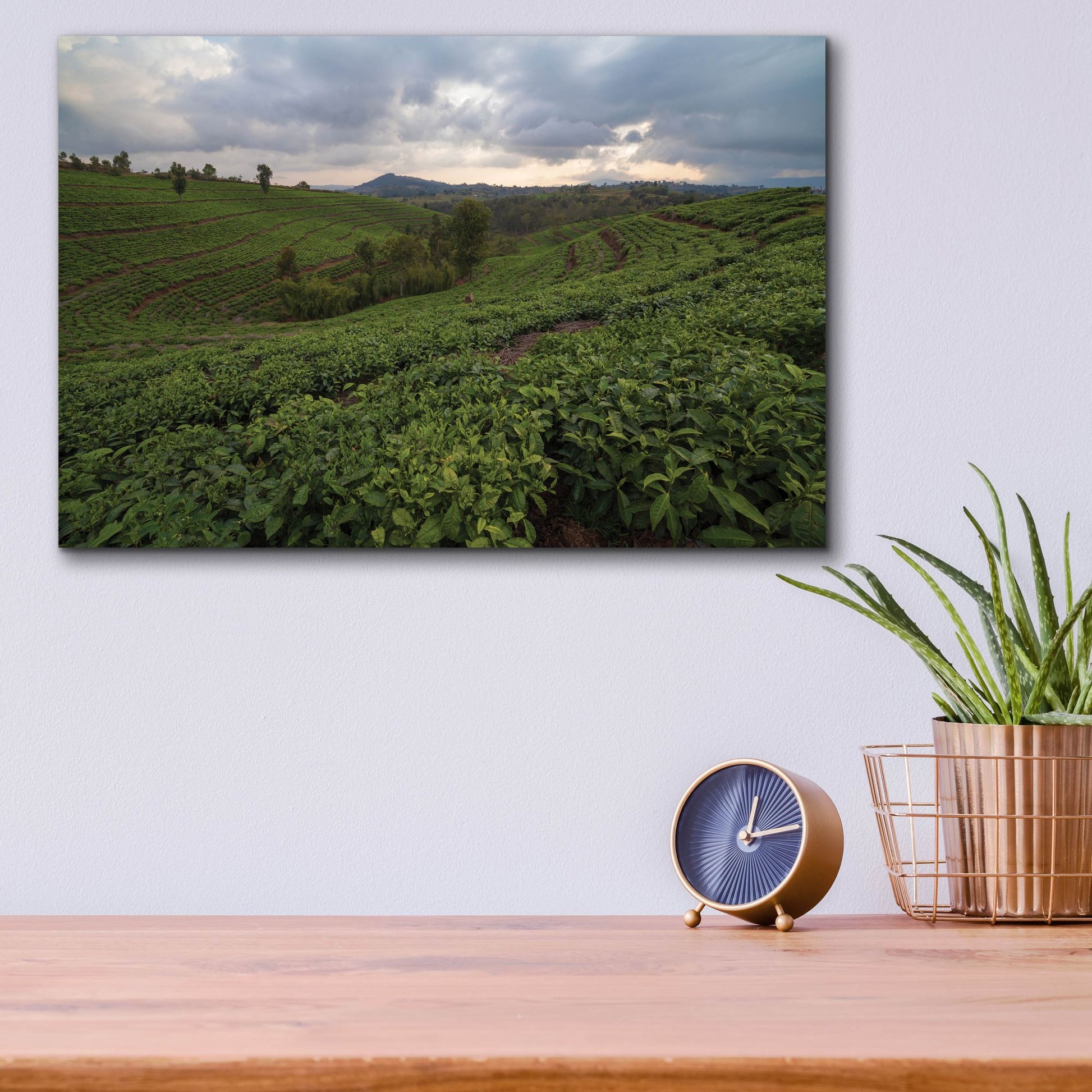 Epic Art 'Burundi Tea Field' by Joe Reimer Photography, Acrylic Glass Wall Art,16x12