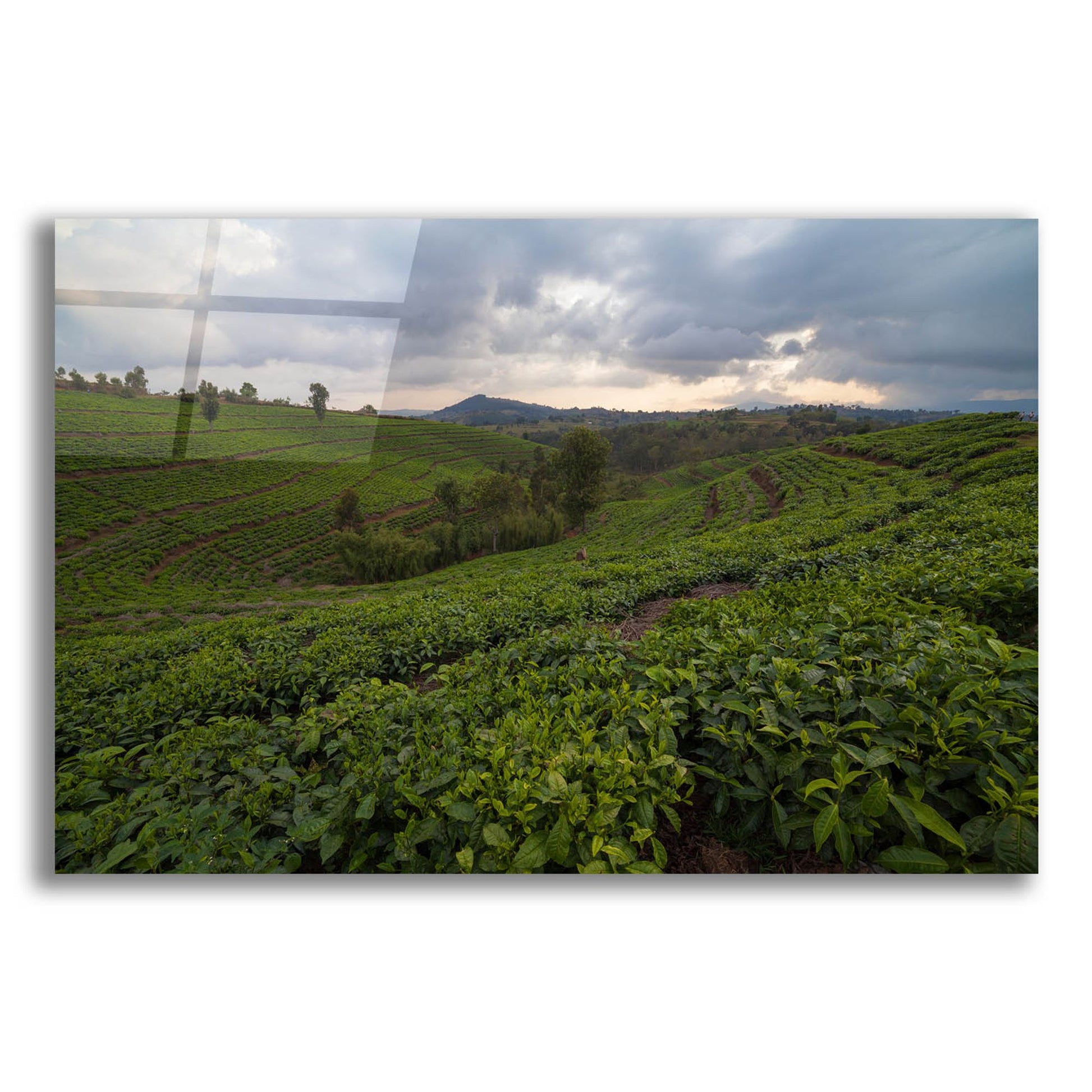 Epic Art 'Burundi Tea Field' by Joe Reimer Photography, Acrylic Glass Wall Art,16x12