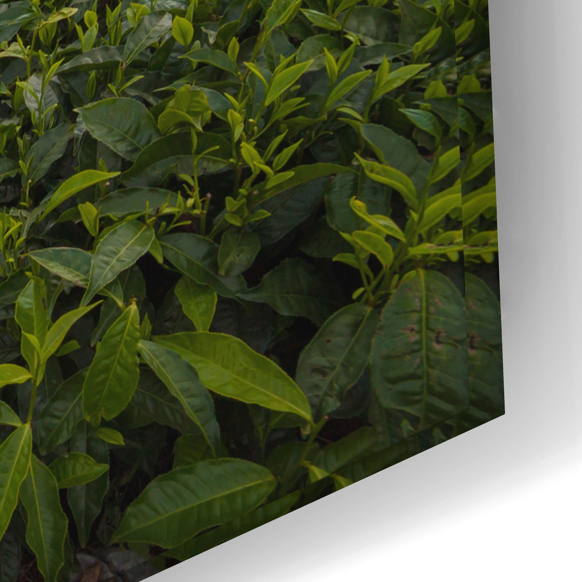 Epic Art 'Burundi Tea Field' by Joe Reimer Photography, Acrylic Glass Wall Art,24x16