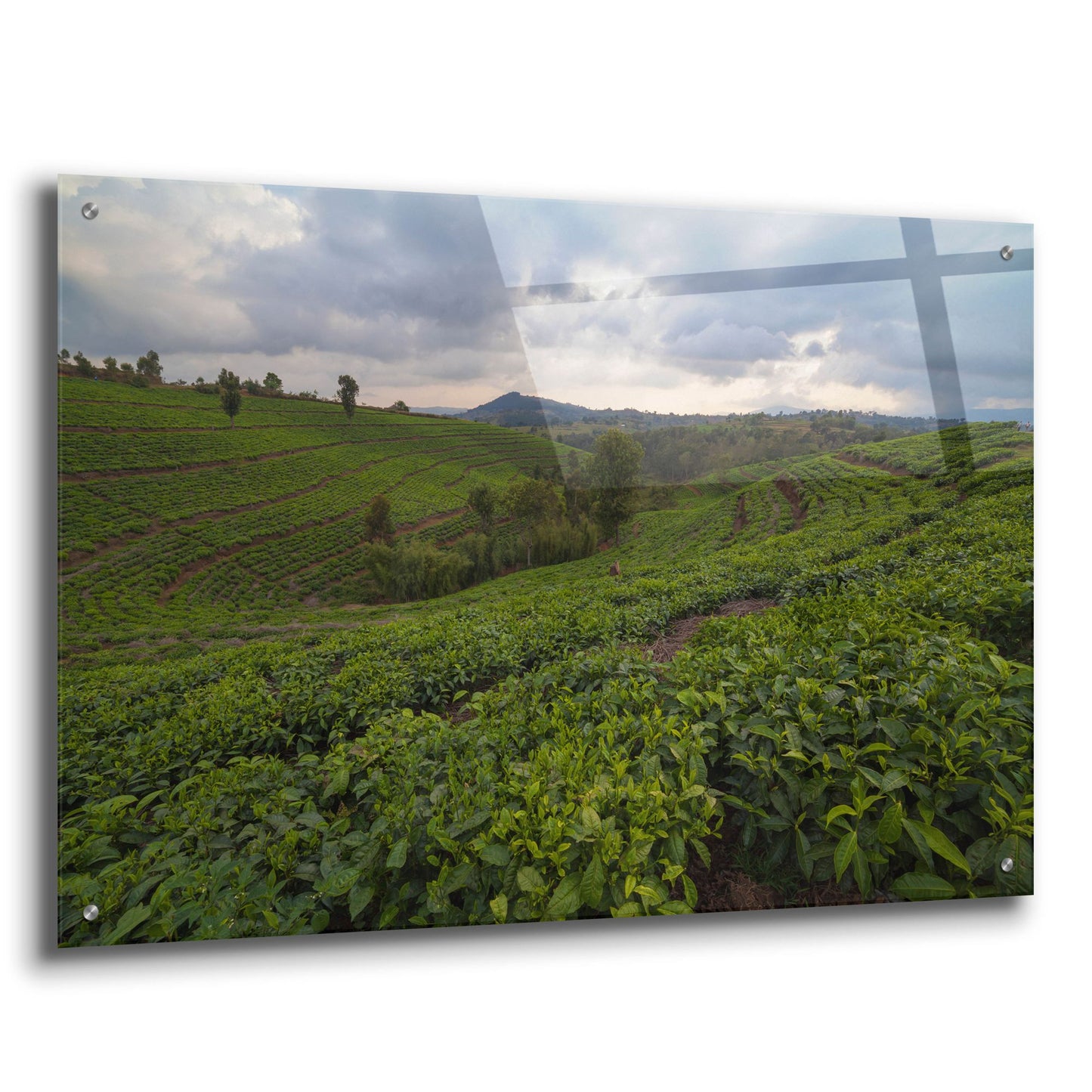 Epic Art 'Burundi Tea Field' by Joe Reimer Photography, Acrylic Glass Wall Art,36x24