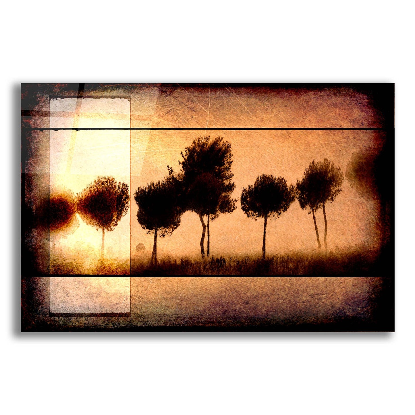 Epic Art 'For the Love of Trees I' by Lightbox Journal, Acrylic Glass Wall Art,16x12