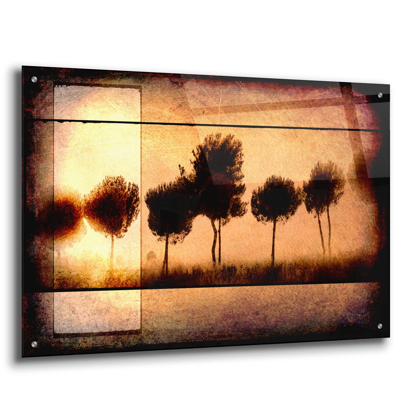 Epic Art 'For the Love of Trees I' by Lightbox Journal, Acrylic Glass Wall Art,36x24