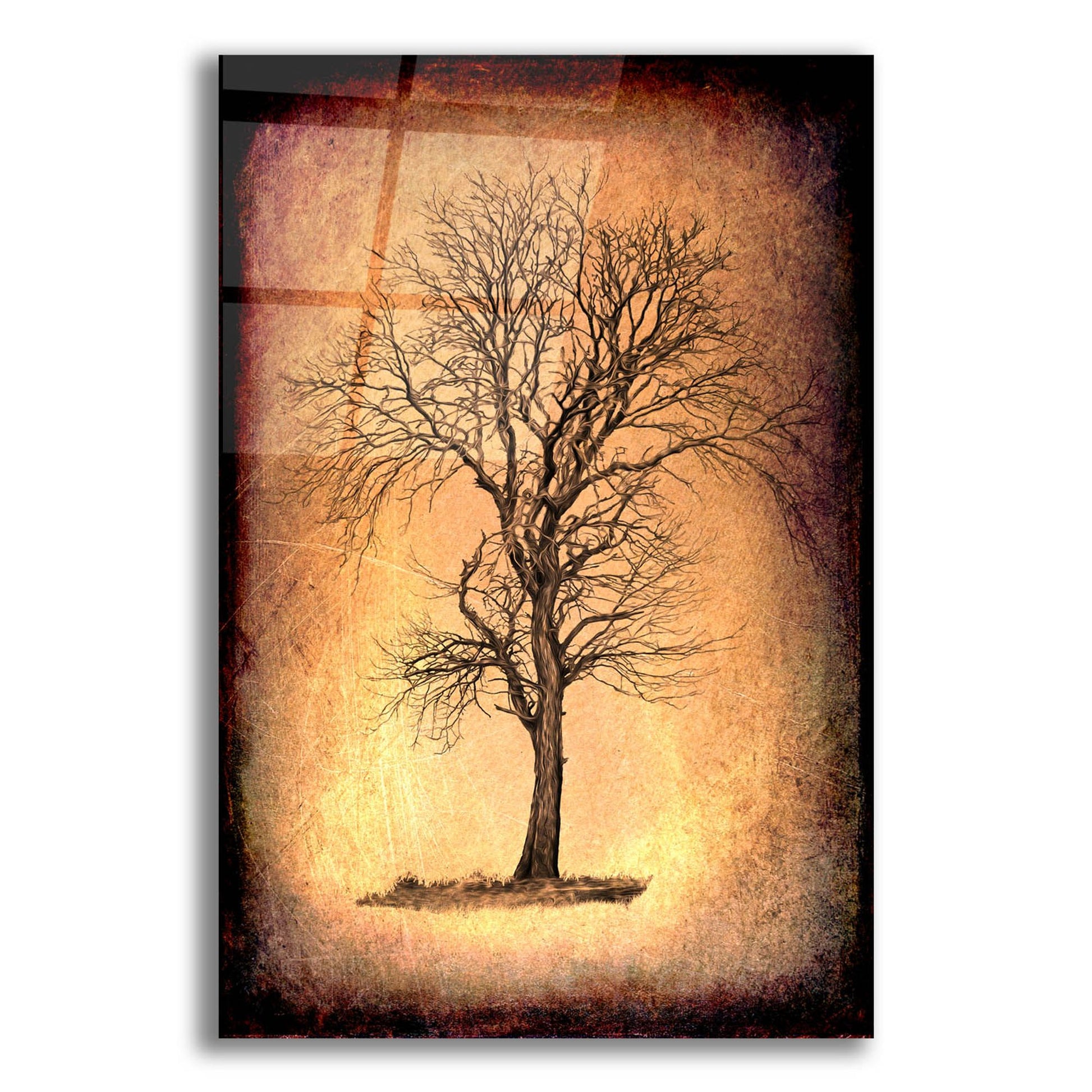 Epic Art 'For the Love of Trees II' by Lightbox Journal, Acrylic Glass Wall Art,12x16