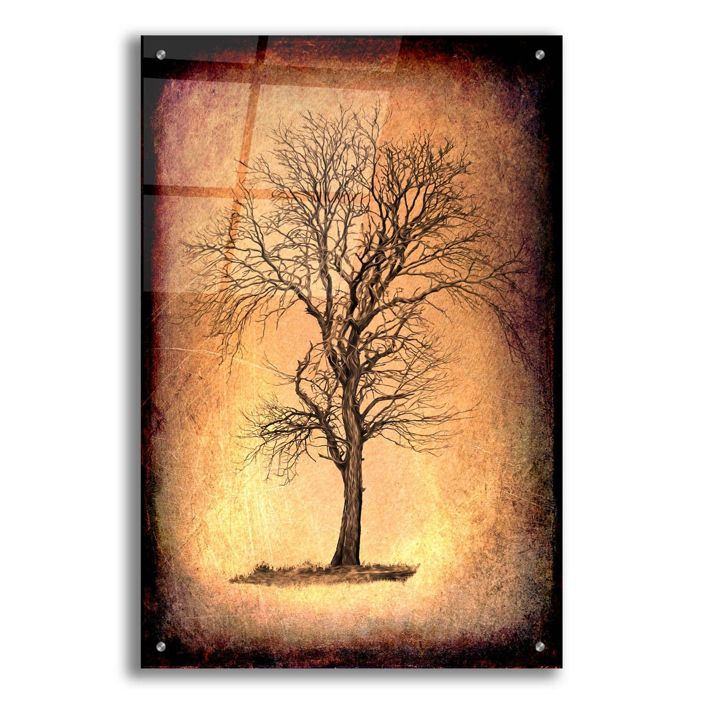 Epic Art 'For the Love of Trees II' by Lightbox Journal, Acrylic Glass Wall Art,24x36