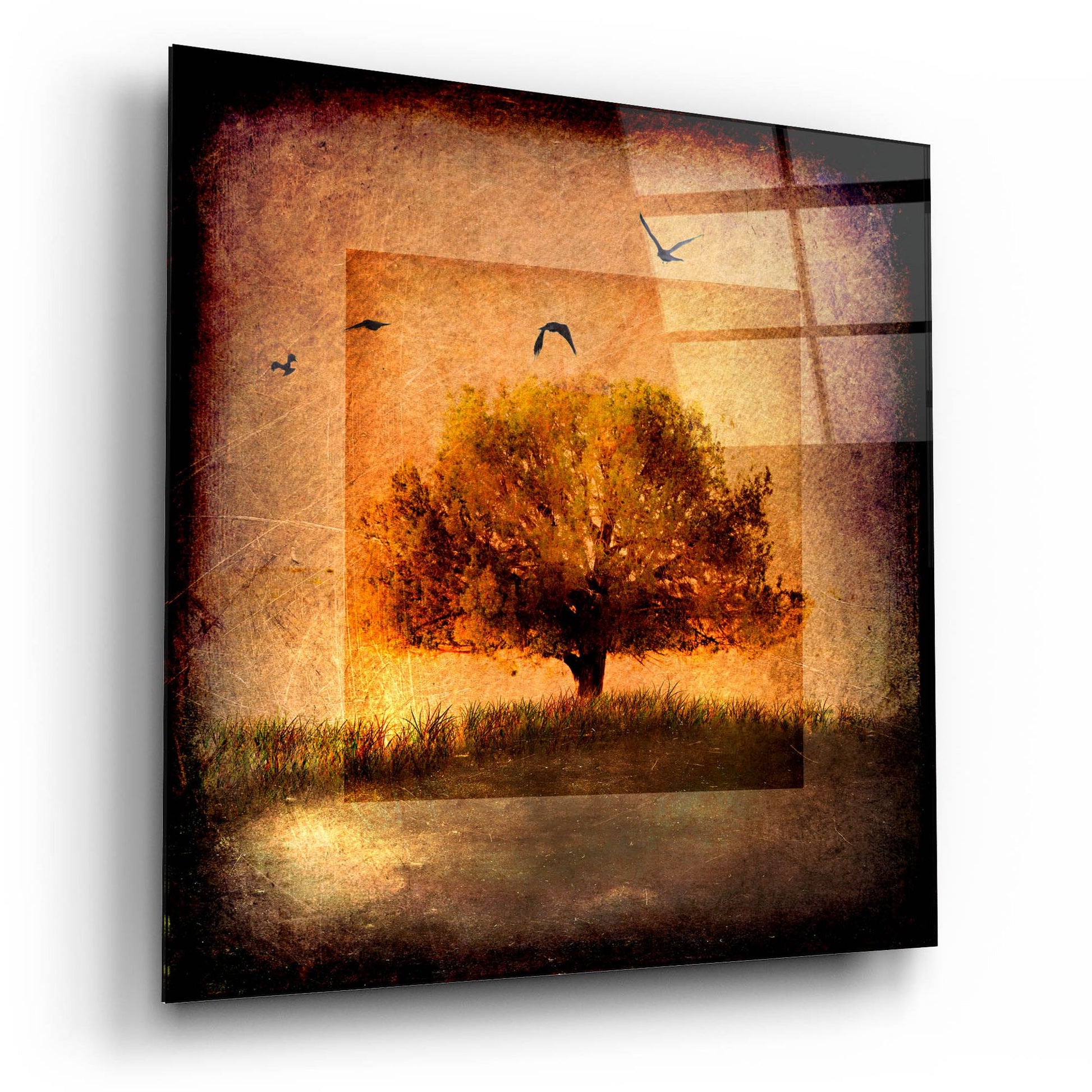 Epic Art 'For the Love of Trees III' by Lightbox Journal, Acrylic Glass Wall Art,12x12