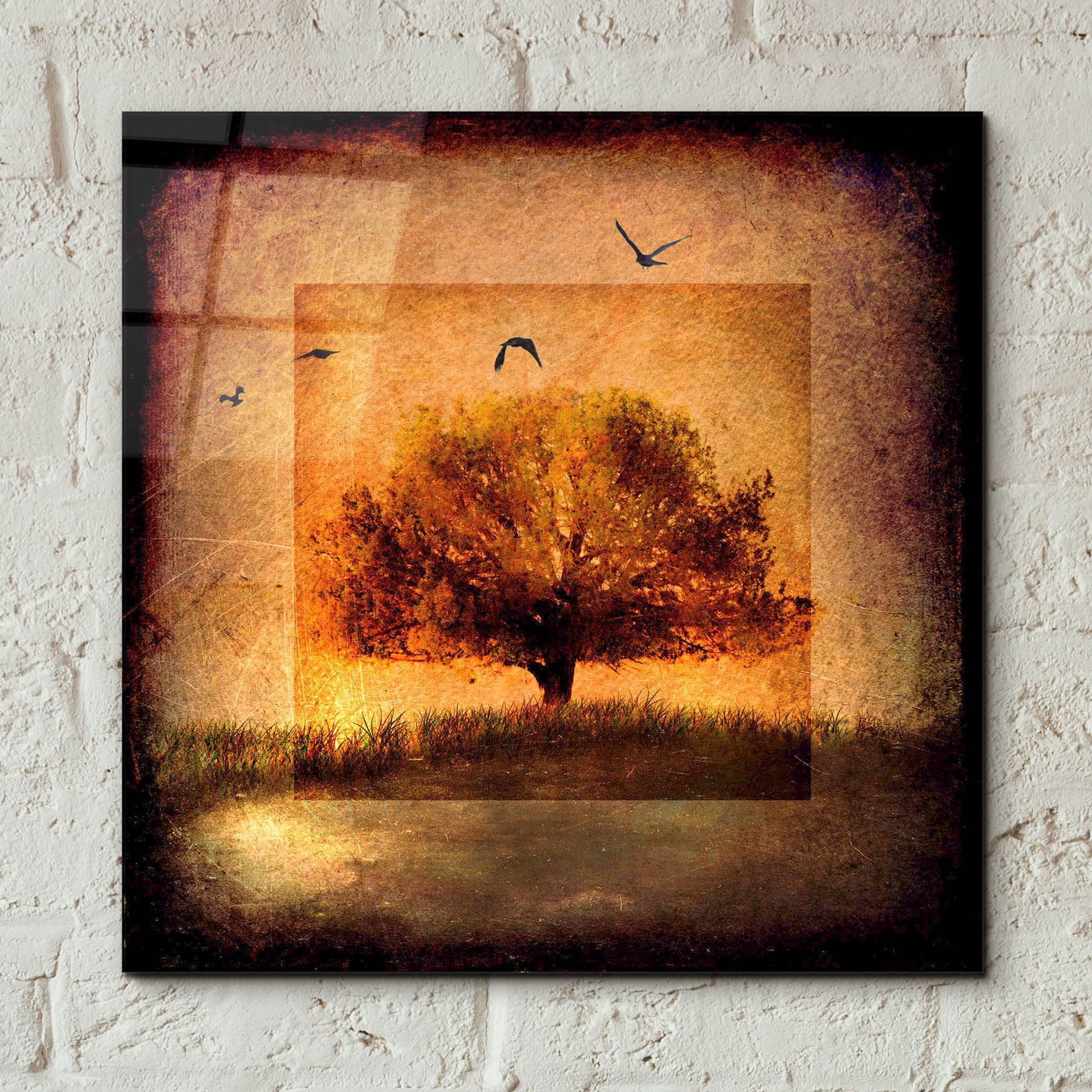 Epic Art 'For the Love of Trees III' by Lightbox Journal, Acrylic Glass Wall Art,12x12