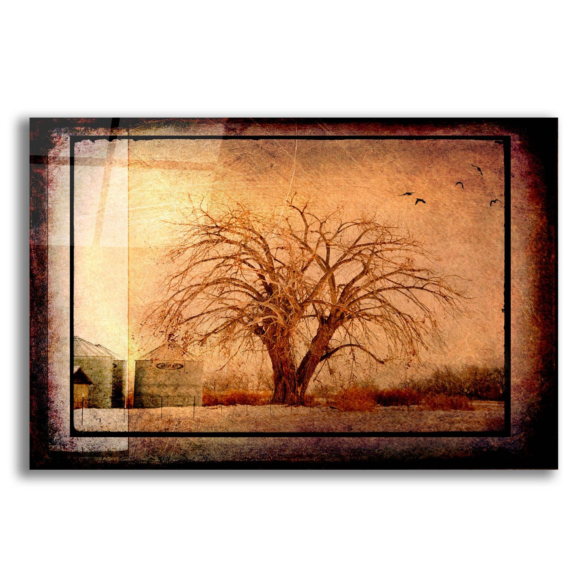 Epic Art 'For the Love of Trees IV' by Lightbox Journal, Acrylic Glass Wall Art,16x12