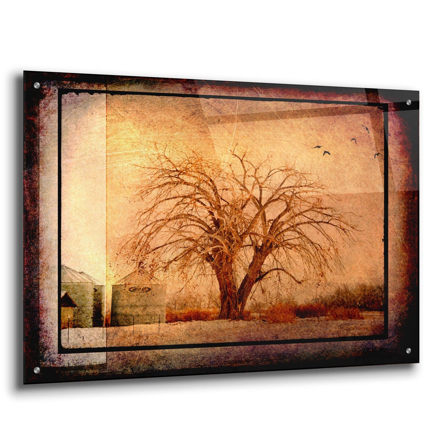 Epic Art 'For the Love of Trees IV' by Lightbox Journal, Acrylic Glass Wall Art,36x24