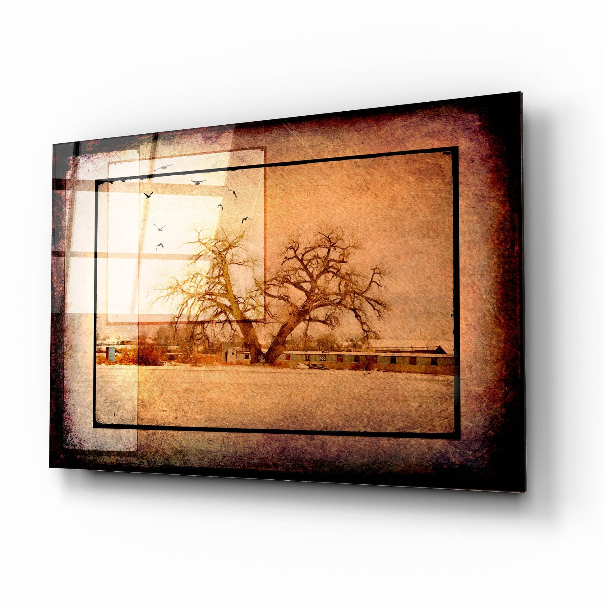 Epic Art 'For the Love of Trees V' by Lightbox Journal, Acrylic Glass Wall Art,16x12